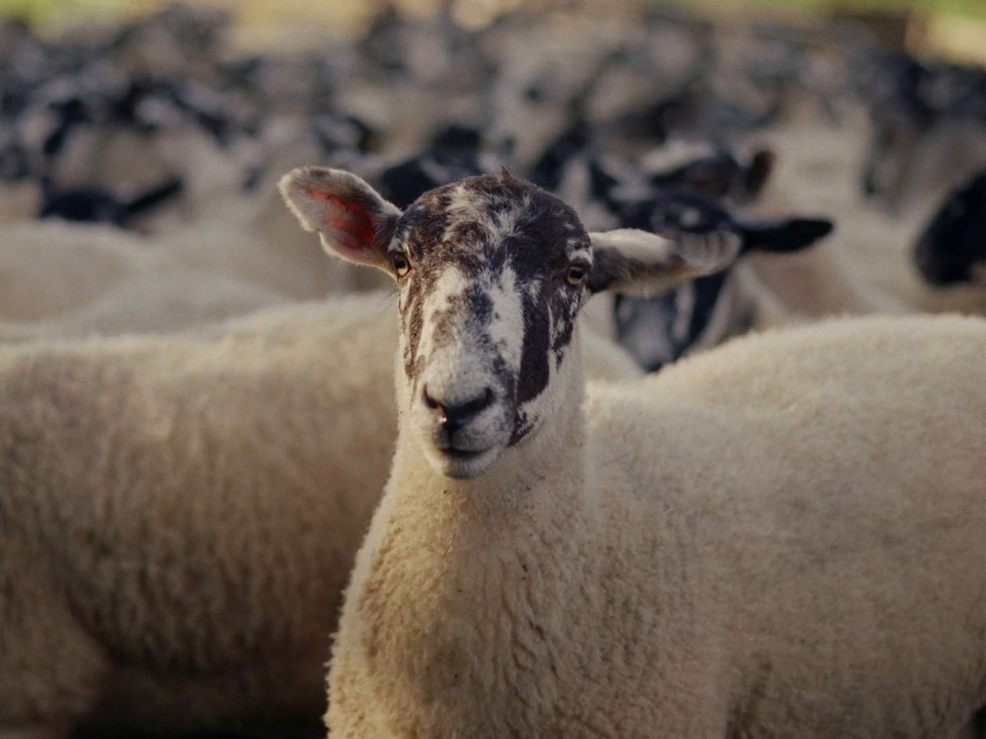 Burberry: "Counting Sheep" (dir. rubberband.) (2024) —  shot,  lighting