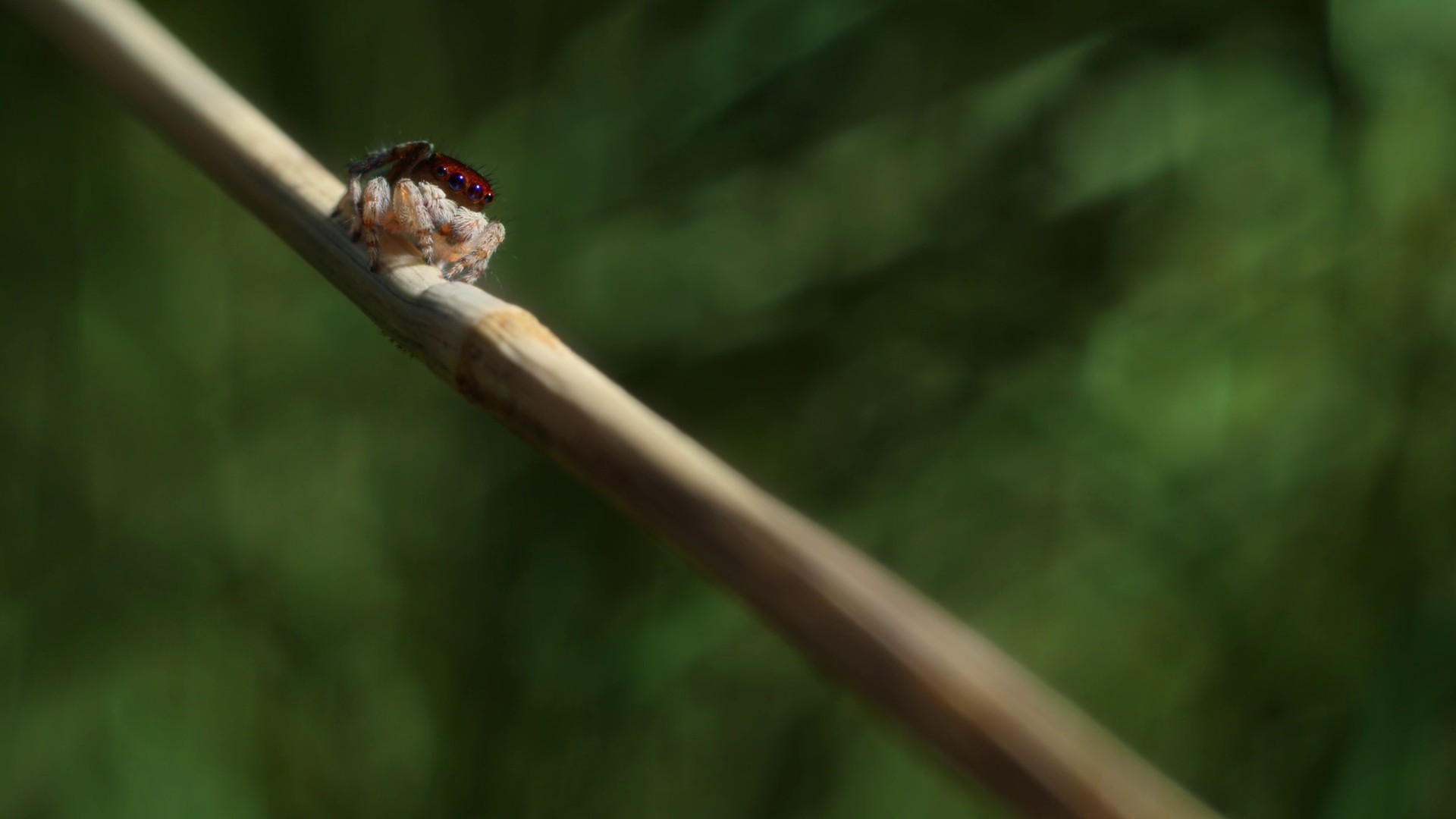 Invaders of the Land (2023) —  shot,  lighting