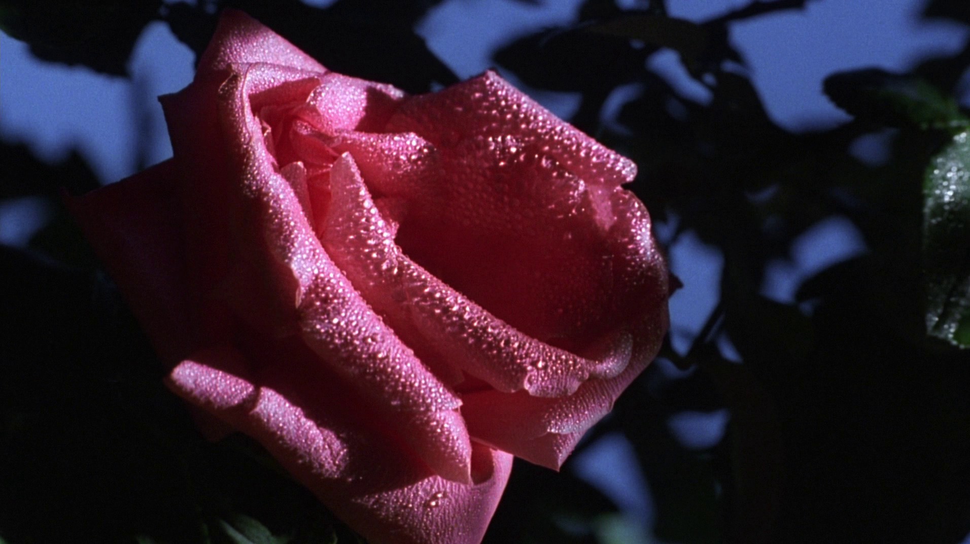 Pleasantville (1998) —  shot,  lighting