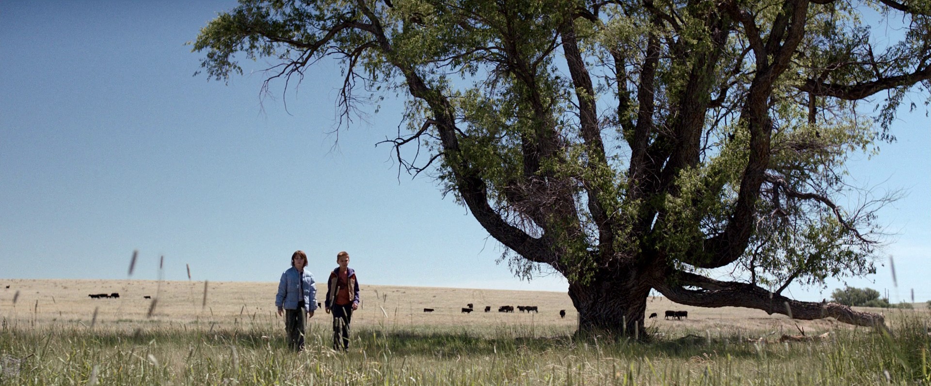 Cop Car (2015) —  shot,  lighting