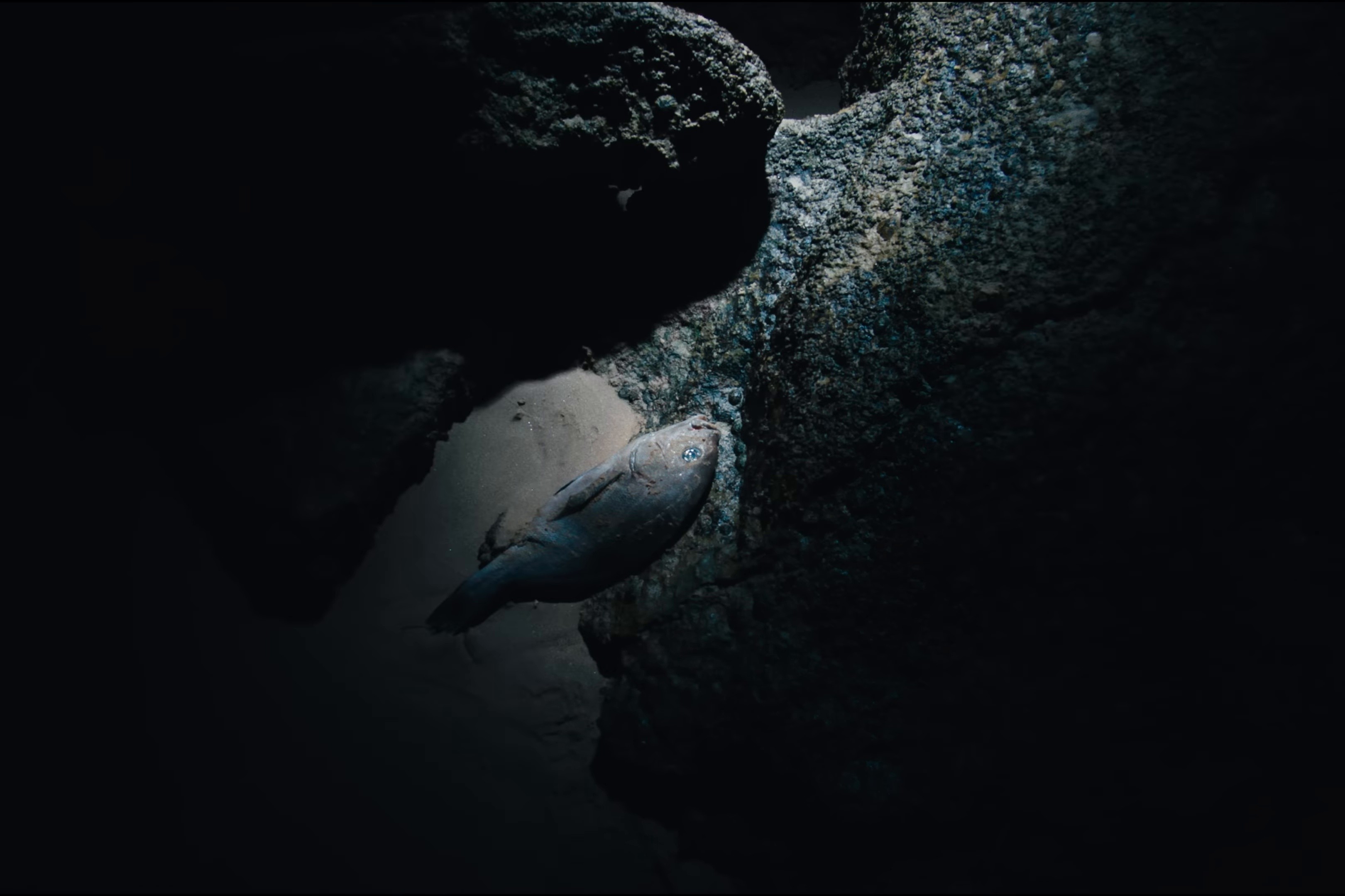 ADAMASTOR (2025) —  shot,  lighting