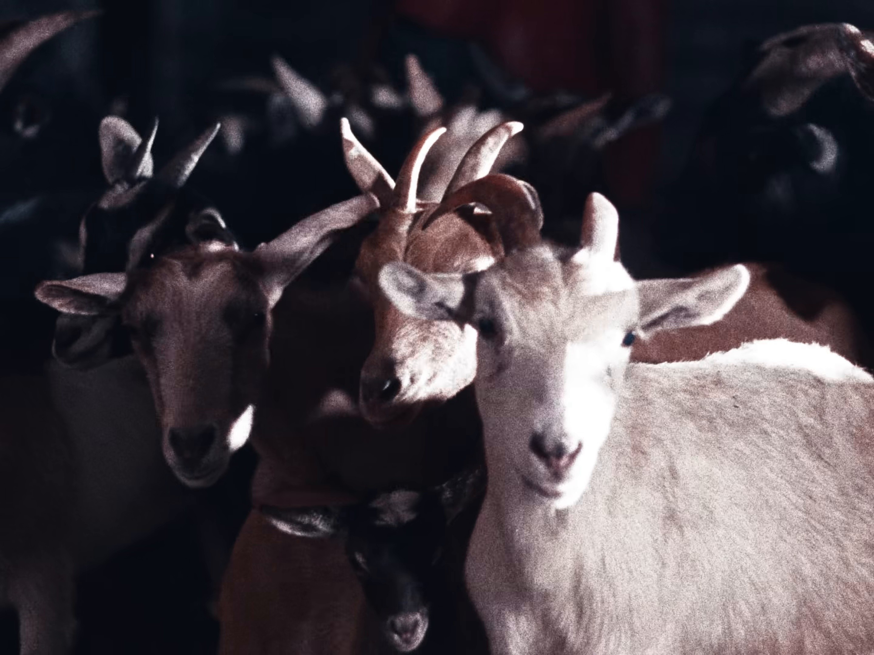 SCORPIO (2025) —  shot,  lighting