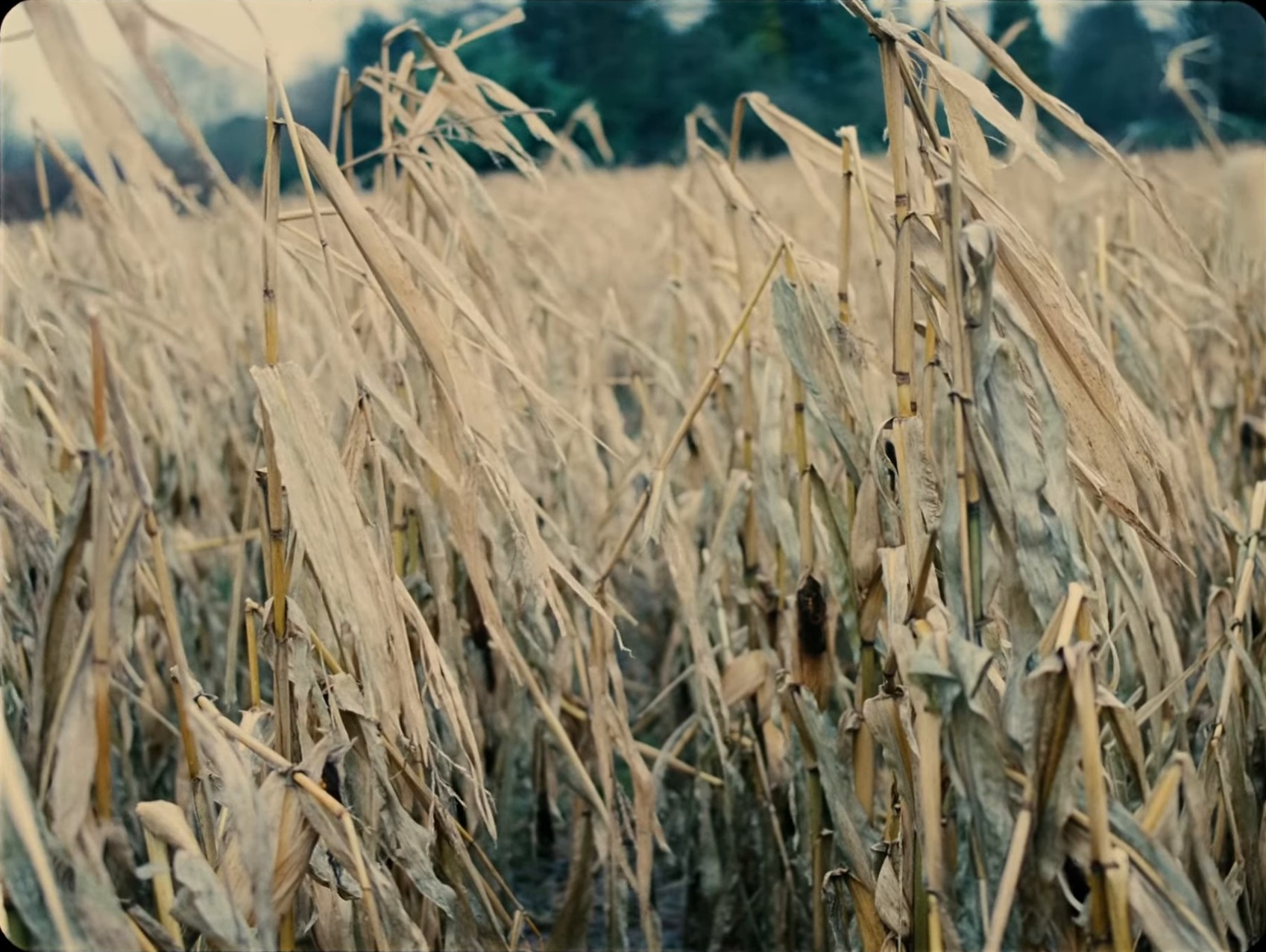 babytooth (2024) —  shot,  lighting