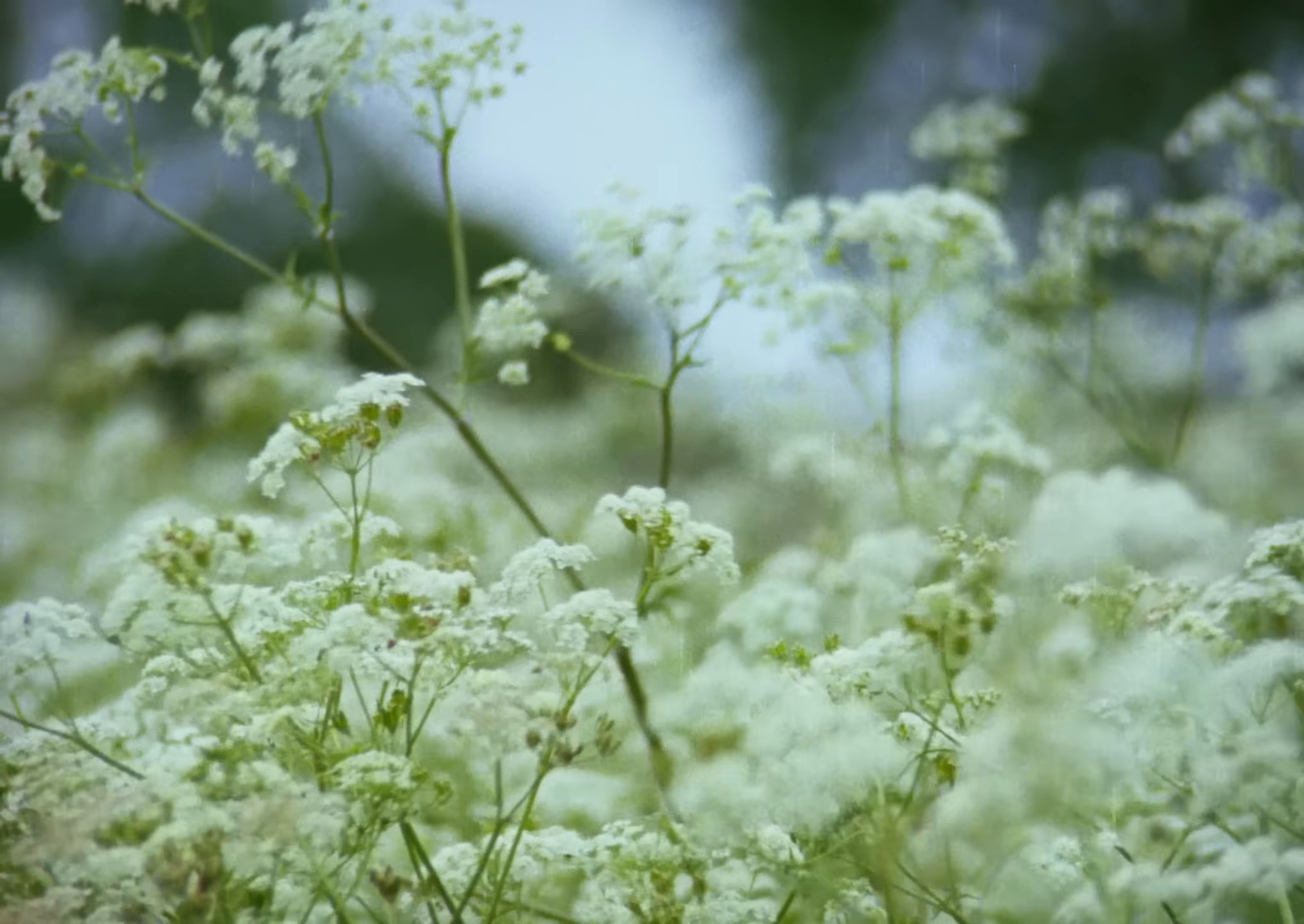 Dream Therapy (2025) —  shot,  lighting