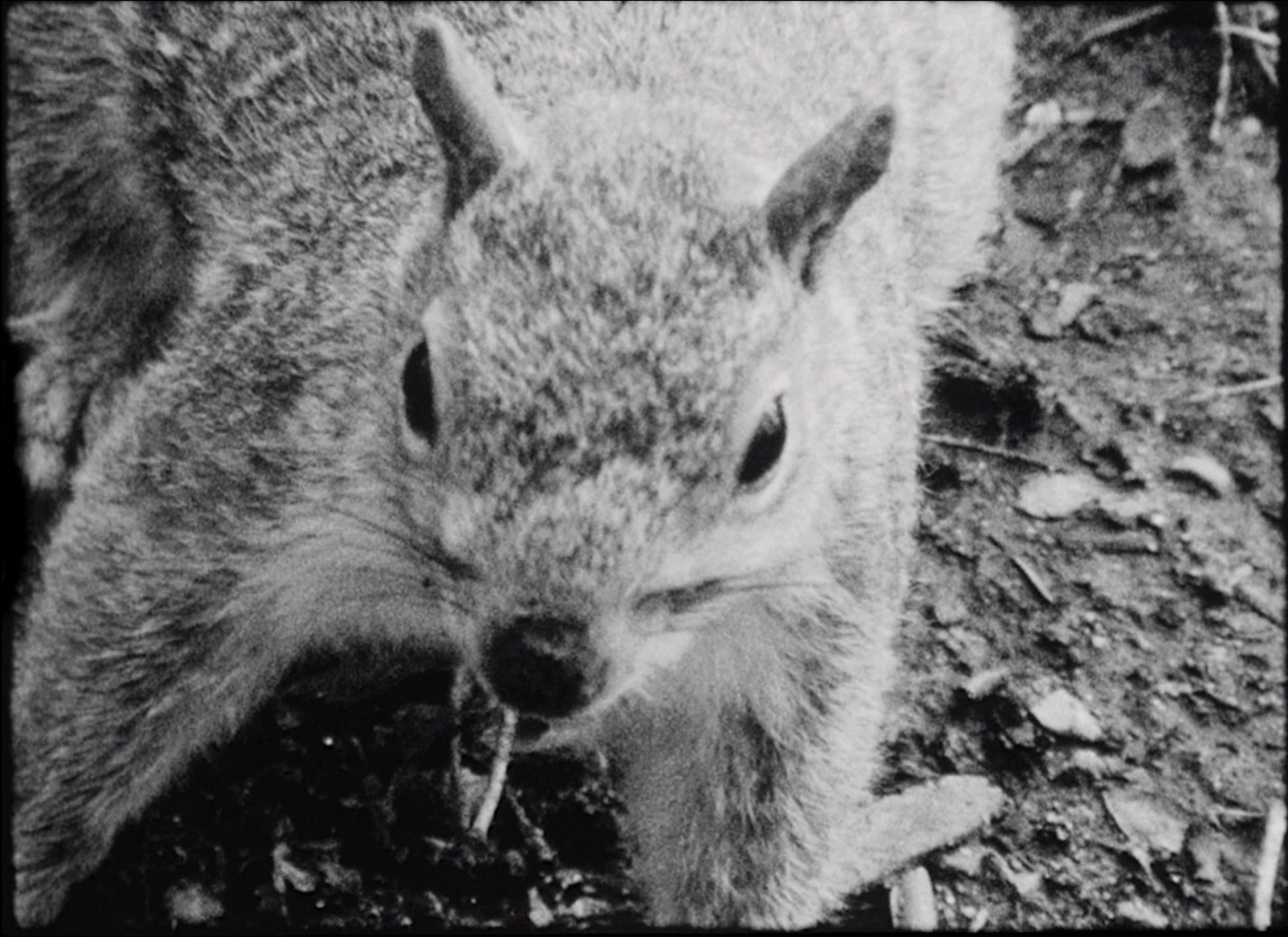 Winter's Bone (2010) —  shot,  lighting