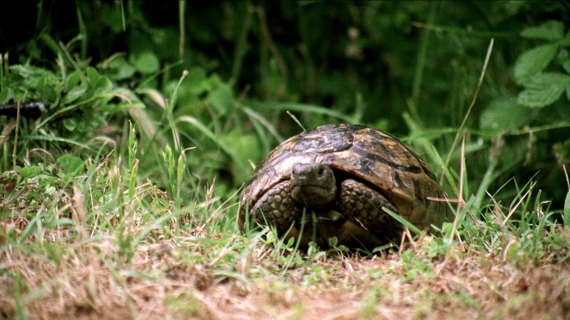 Clouds of May (1999) —  shot,  lighting