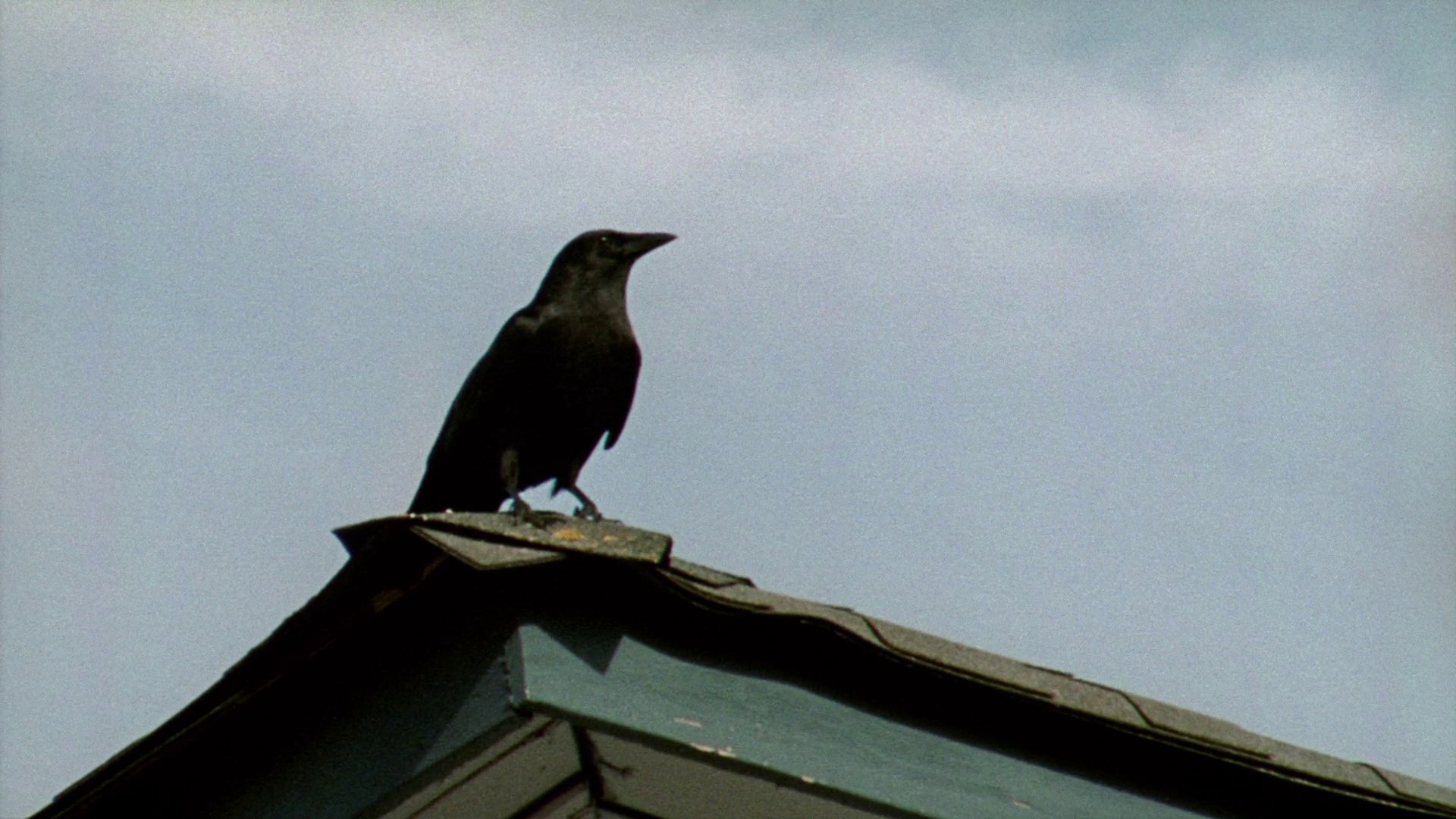 Old Joy (2008) —  shot,  lighting