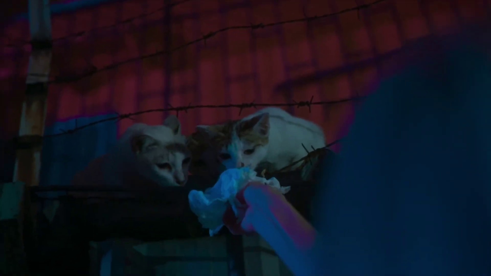 Contradictions (2022) —  shot,  lighting