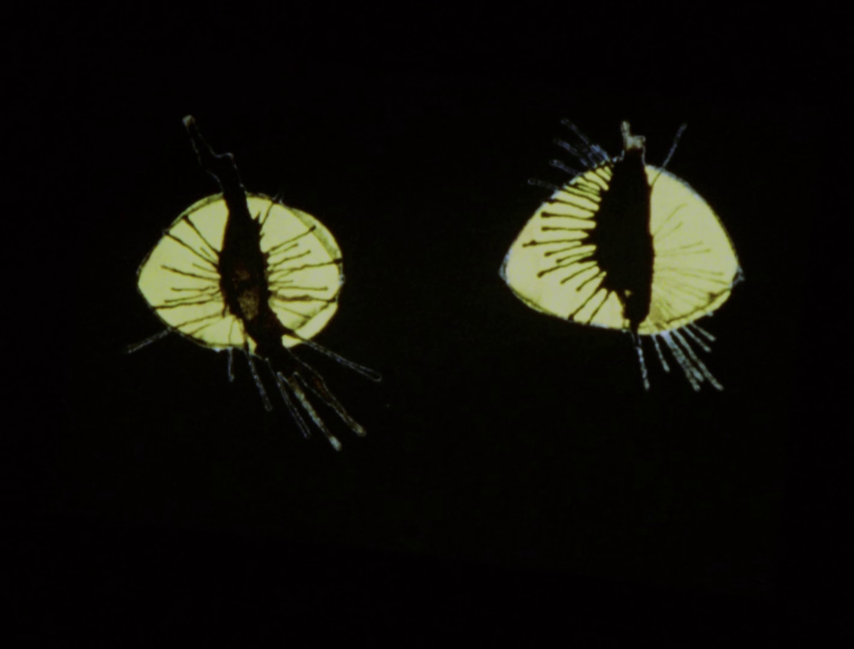 Some Velvet Morning (2002) —  shot,  lighting