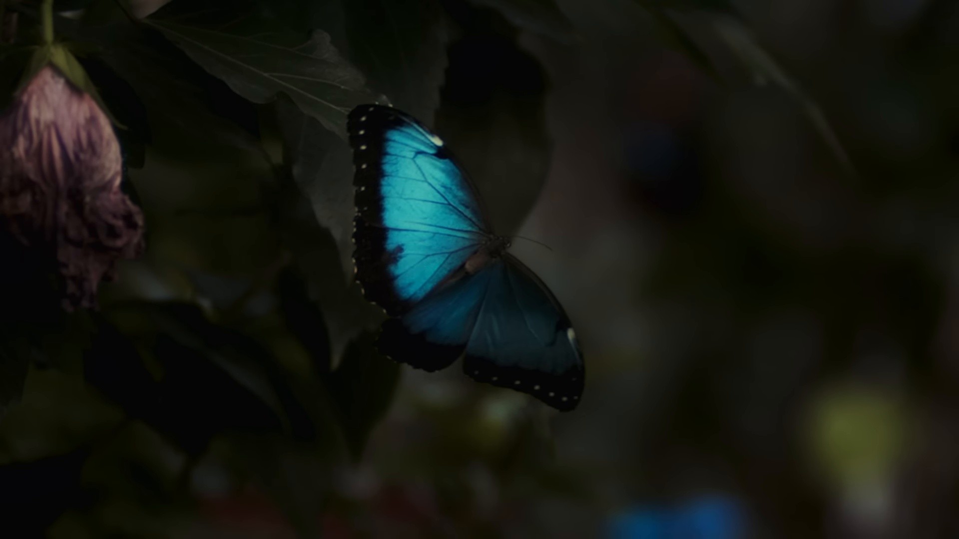 HO SBAGLIATO ANCORA (2024) —  shot,  lighting