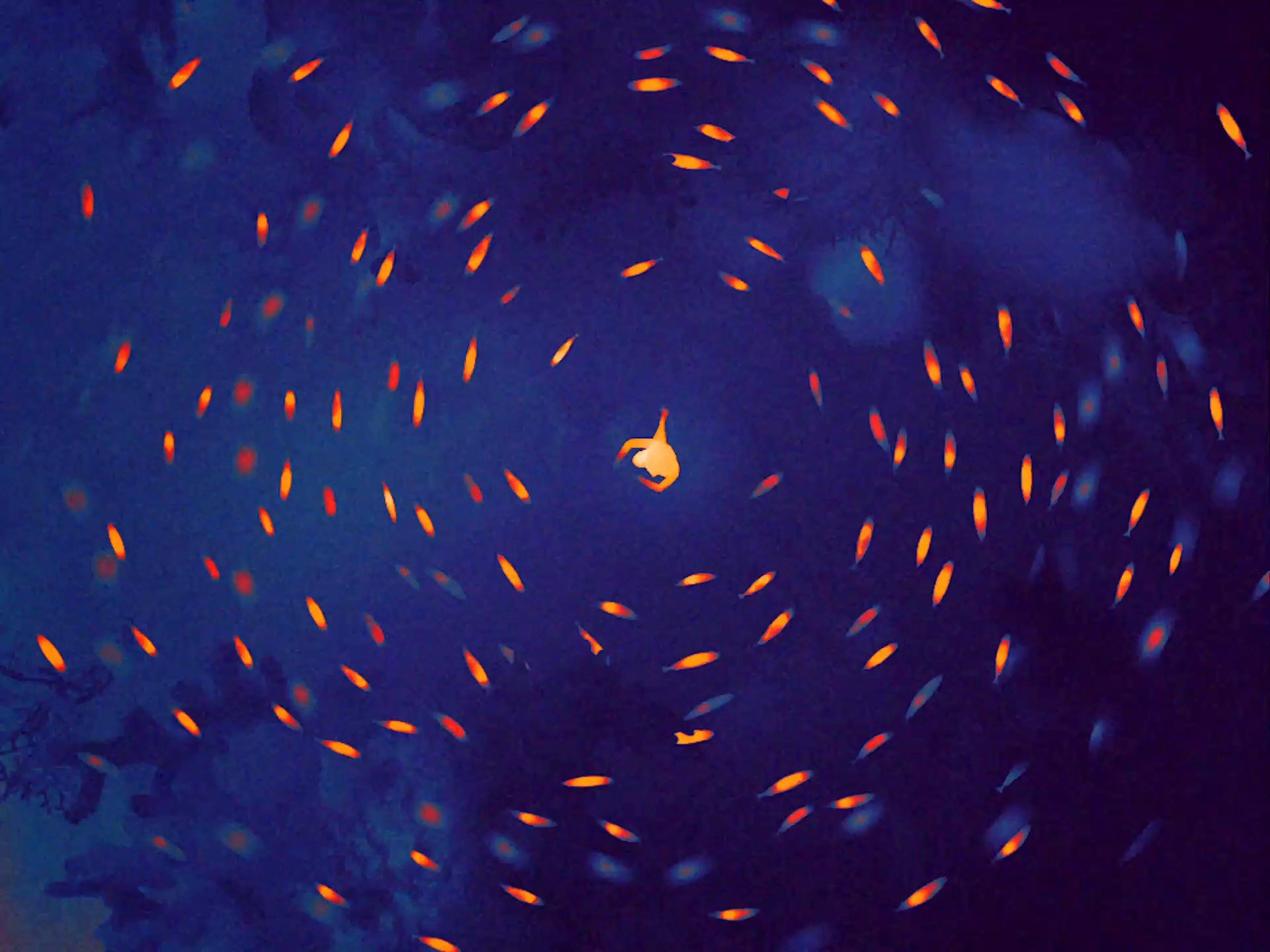 WWF - In Hot Water (2024) —  shot,  lighting