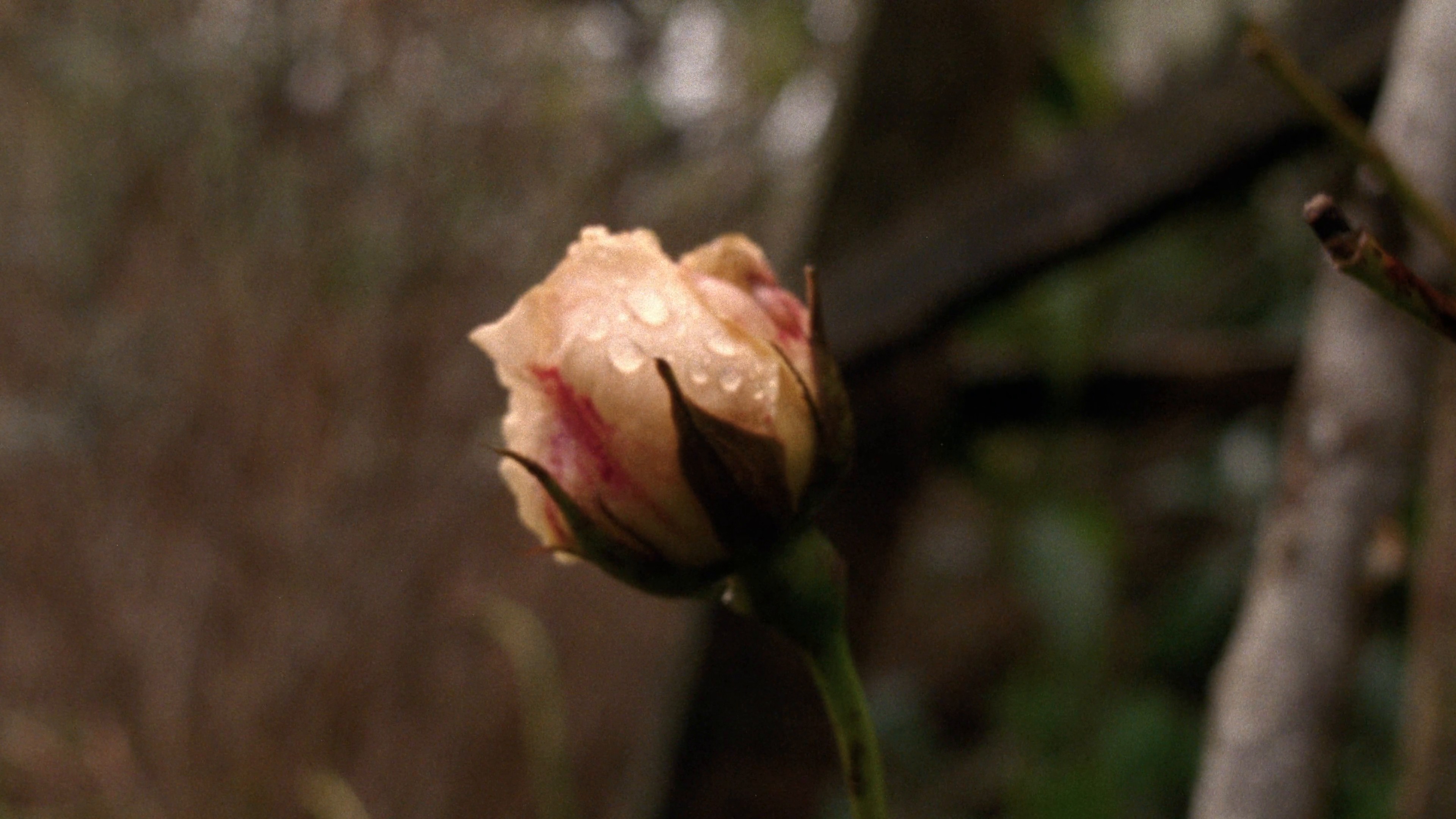 BURBERRY I HARRODS Knight Blue 024 (2024) —  shot,  lighting