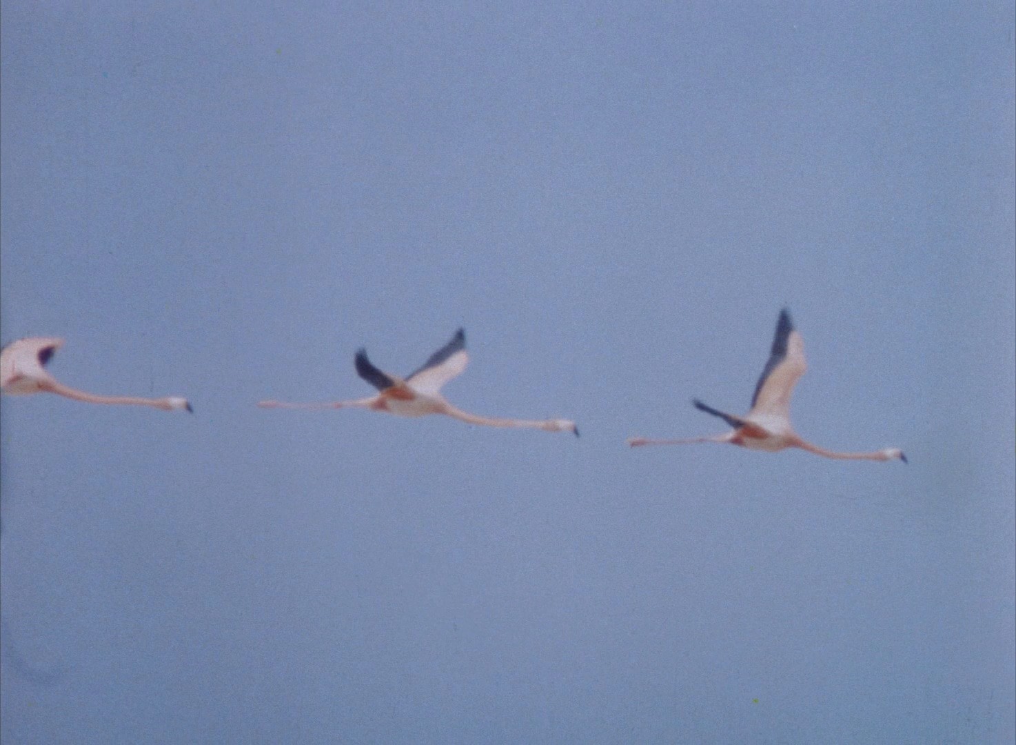 Distant Drums (1951) —  shot,  lighting