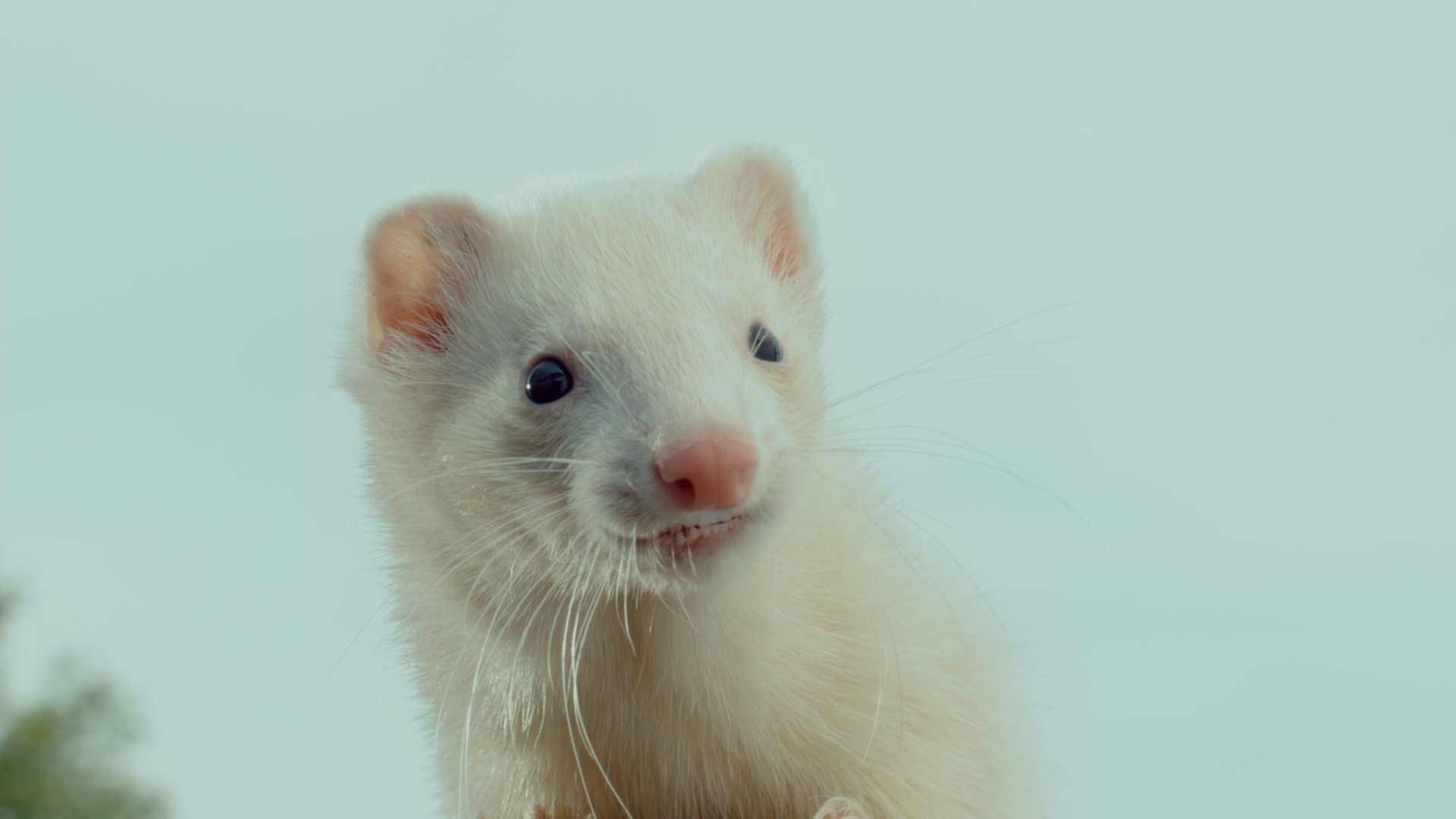 Furry Vengeance (2010) —  shot,  lighting