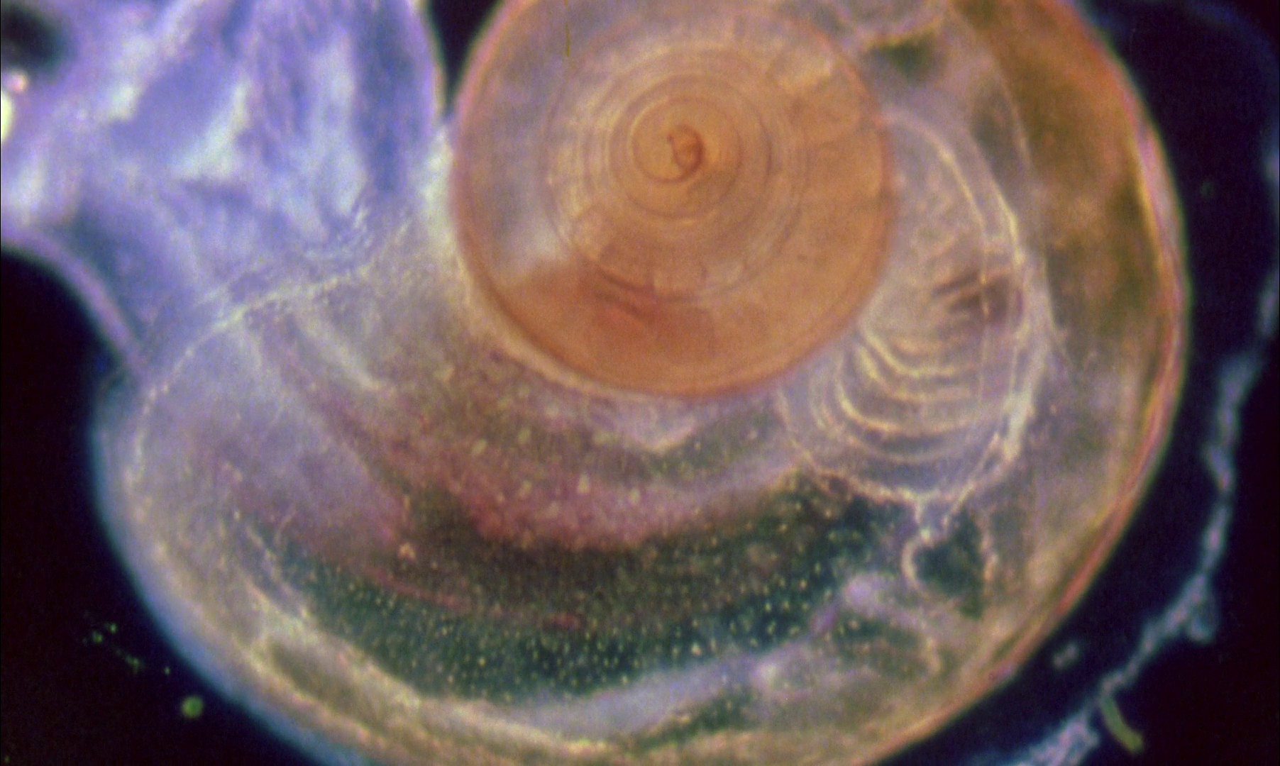 A Zed & Two Noughts (1985) —  shot,  lighting