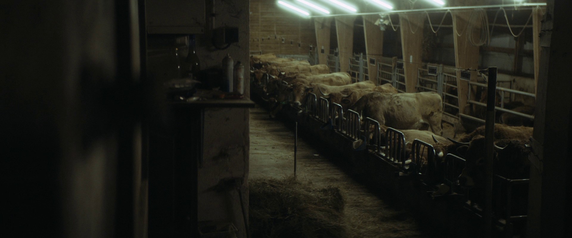 Only the Animals (2019) —  shot,  lighting
