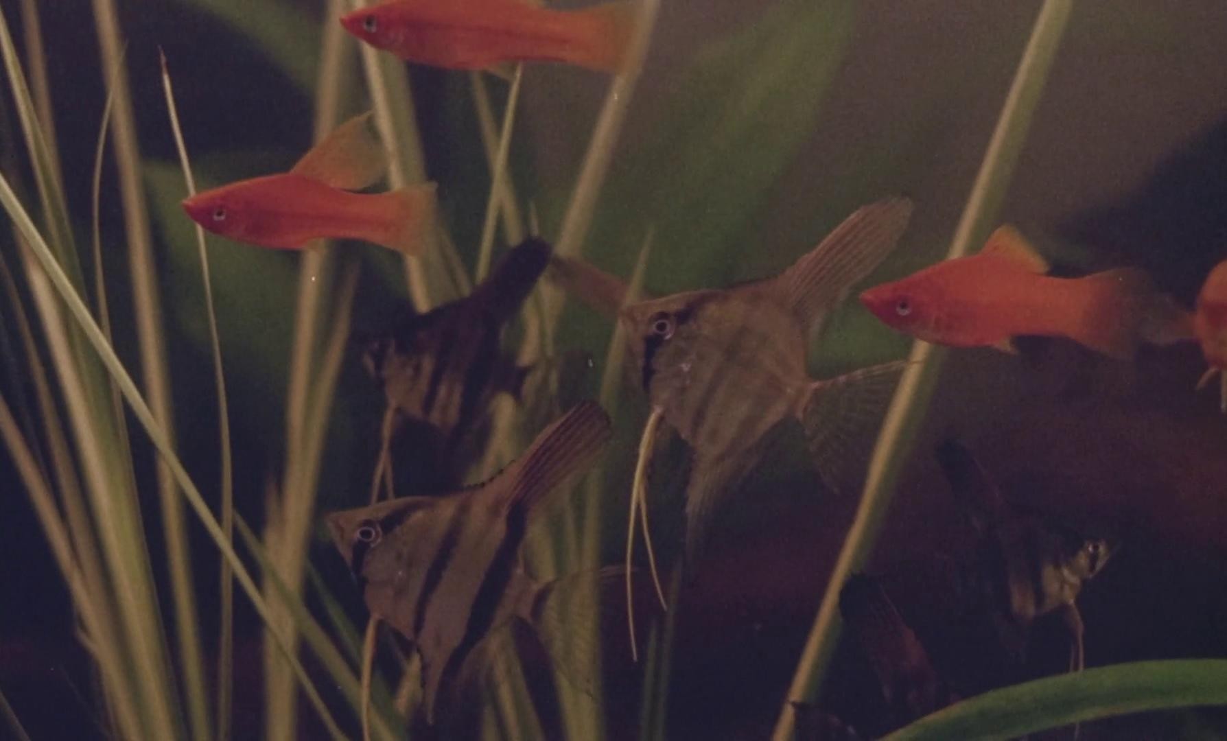 Roseanna (1967) —  shot,  lighting