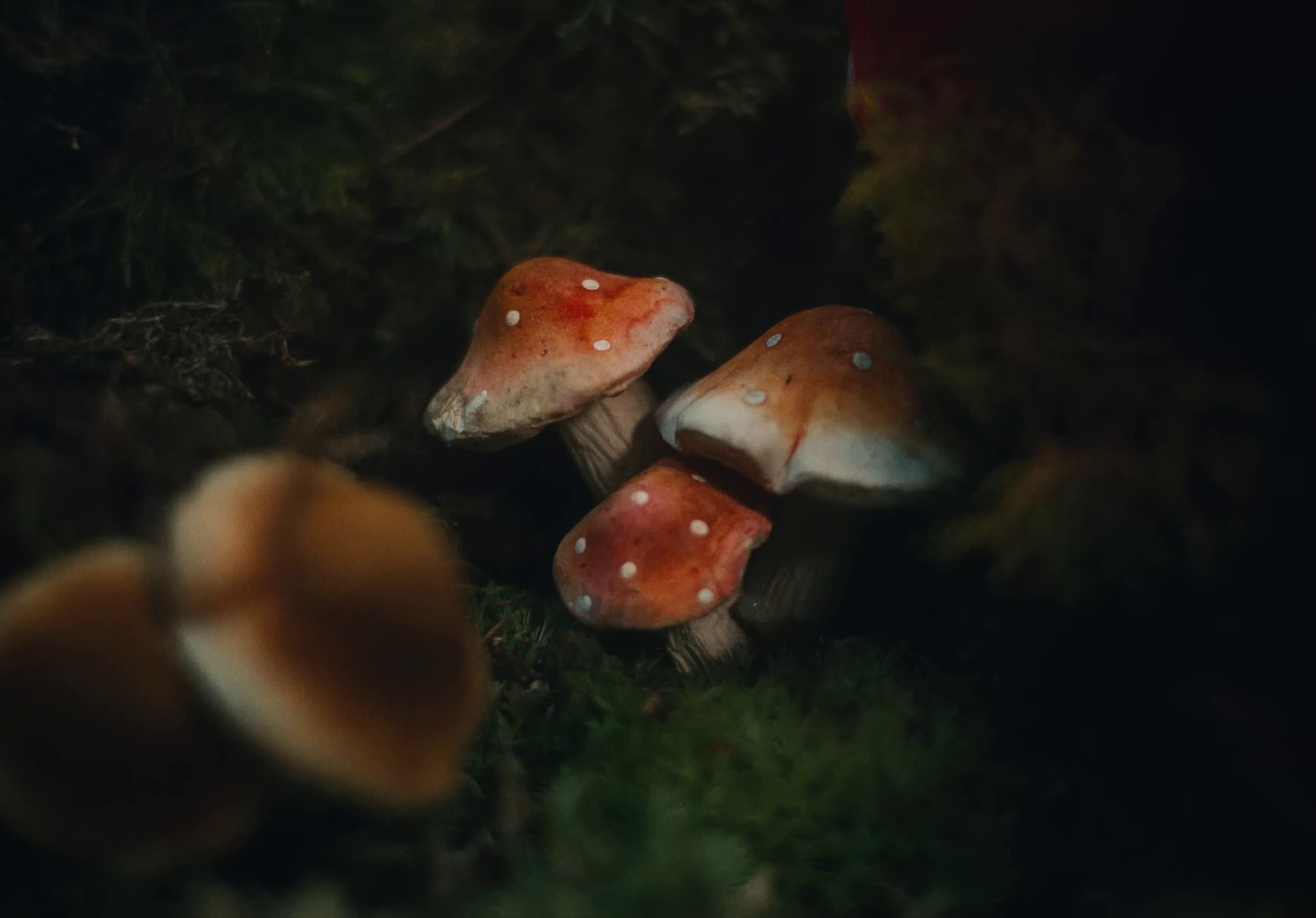 frog  (2022) —  shot,  lighting