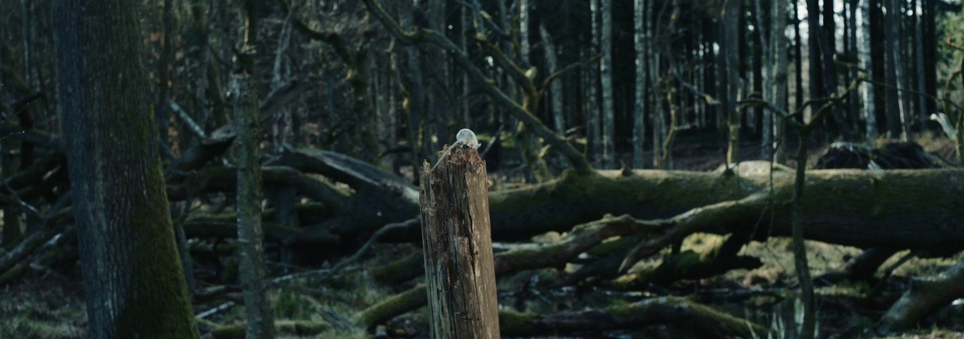 in Cold Blood (2017) —  shot,  lighting