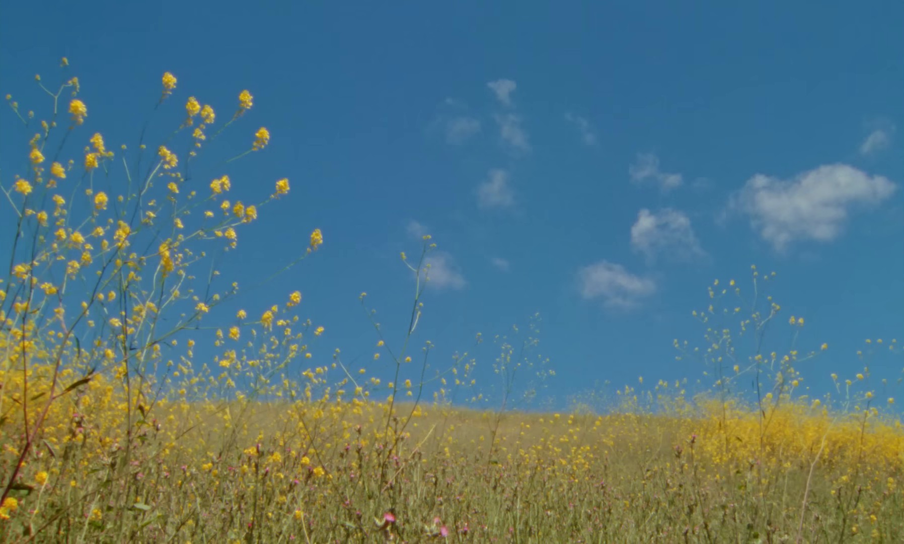 Heaven (2024) —  shot,  lighting