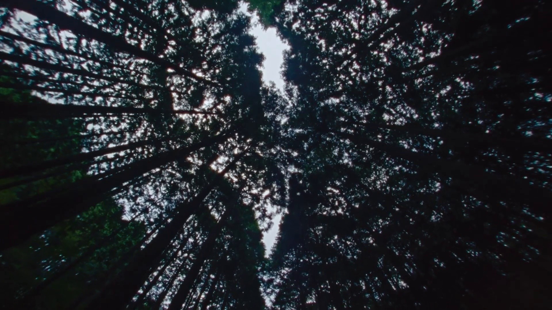 Jo Malone - Cologne Intense Japan (2025) —  shot,  lighting