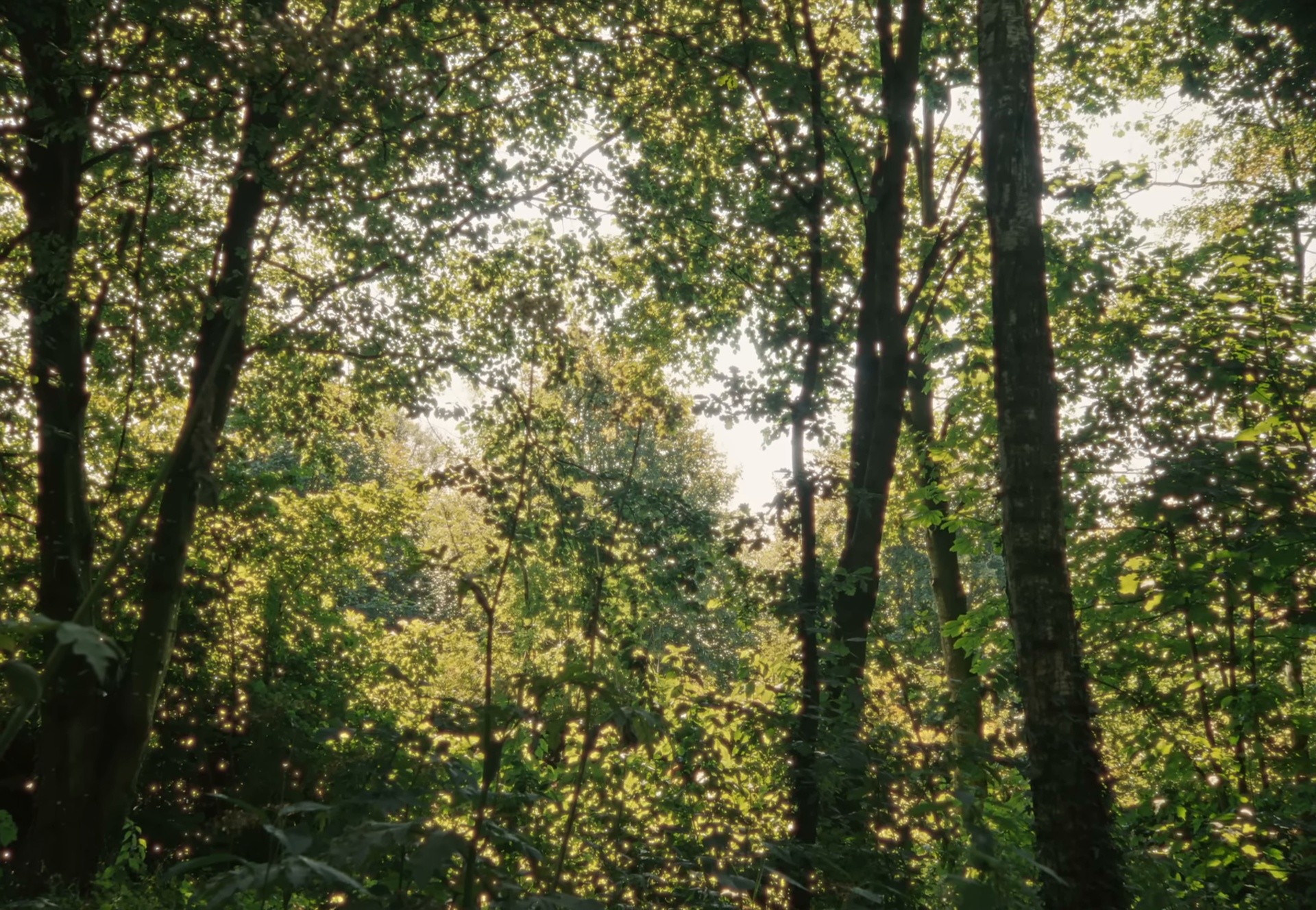 Invisible Thread (2025) —  shot,  lighting