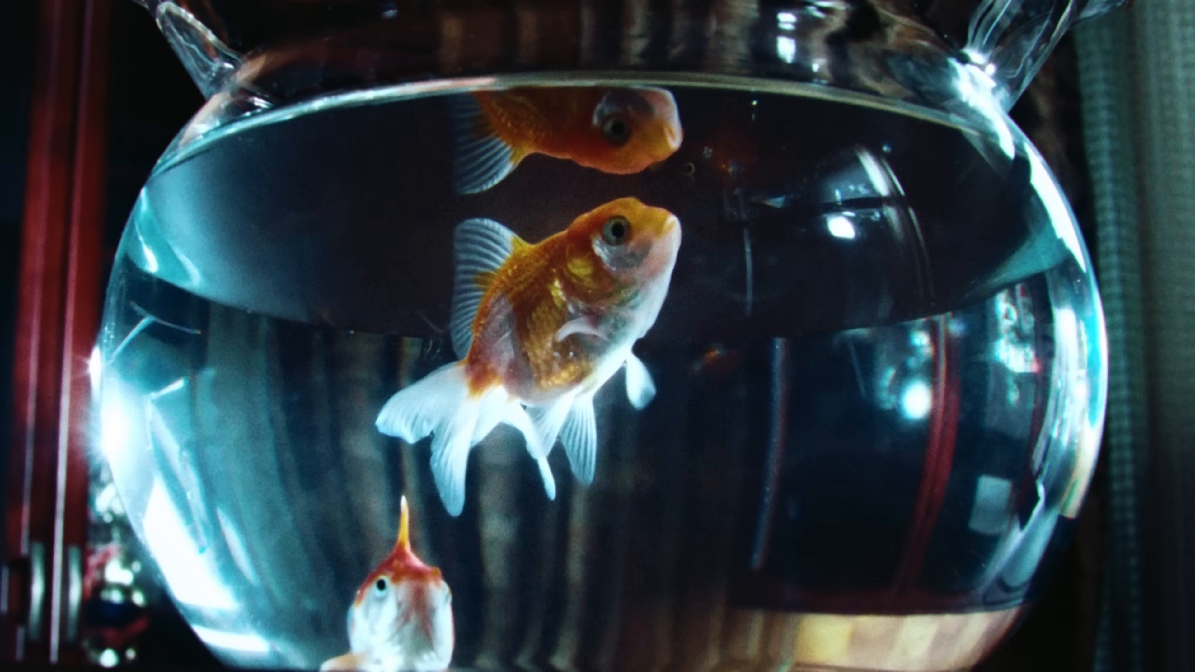 Young & Reckless (2025) —  shot,  lighting