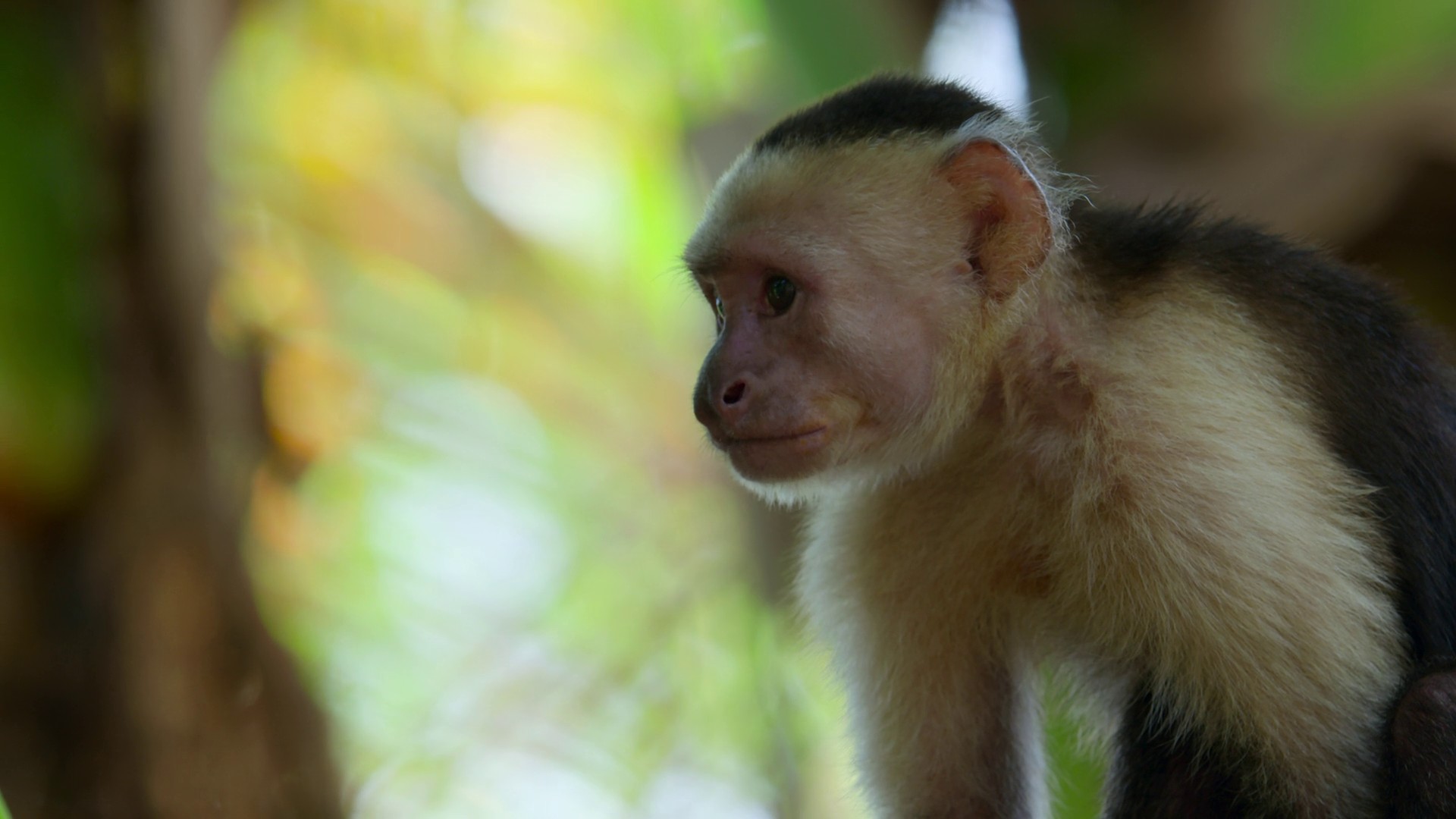 Inheriting the Earth (2023) —  shot,  lighting