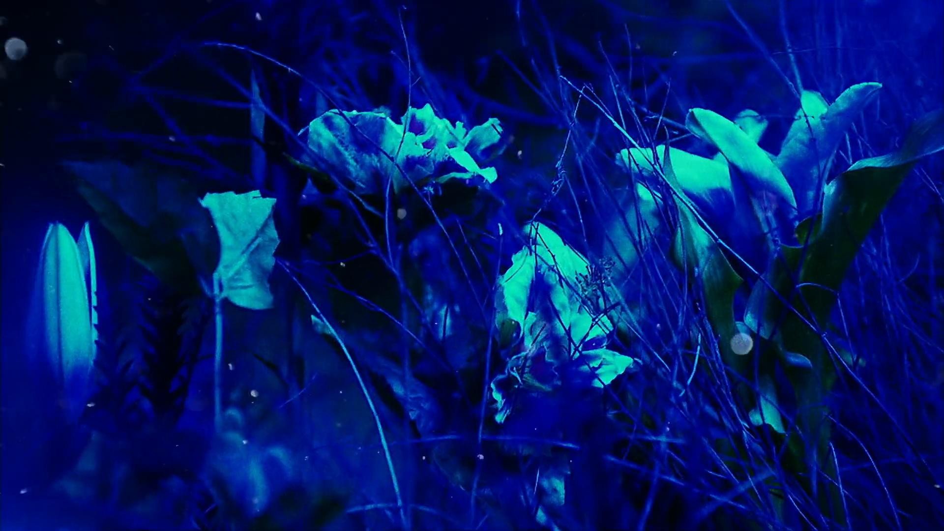 Fenty x Savage Vol. 4 | Lara (2022) —  shot,  lighting