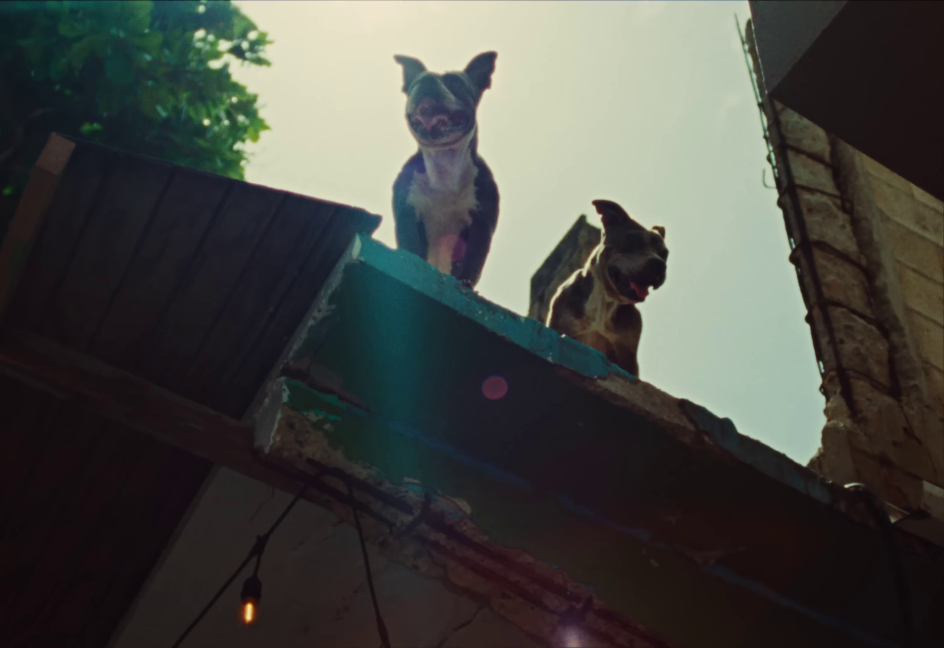 Foolish (2024) —  shot,  lighting