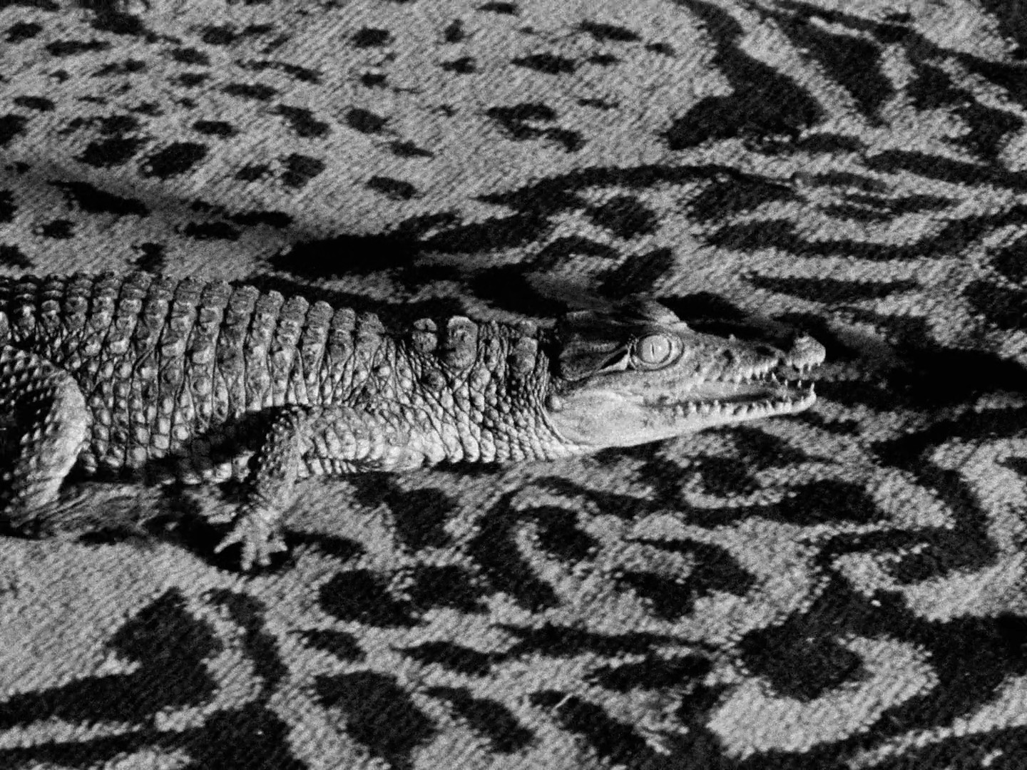 Tabu (2012) —  shot,  lighting