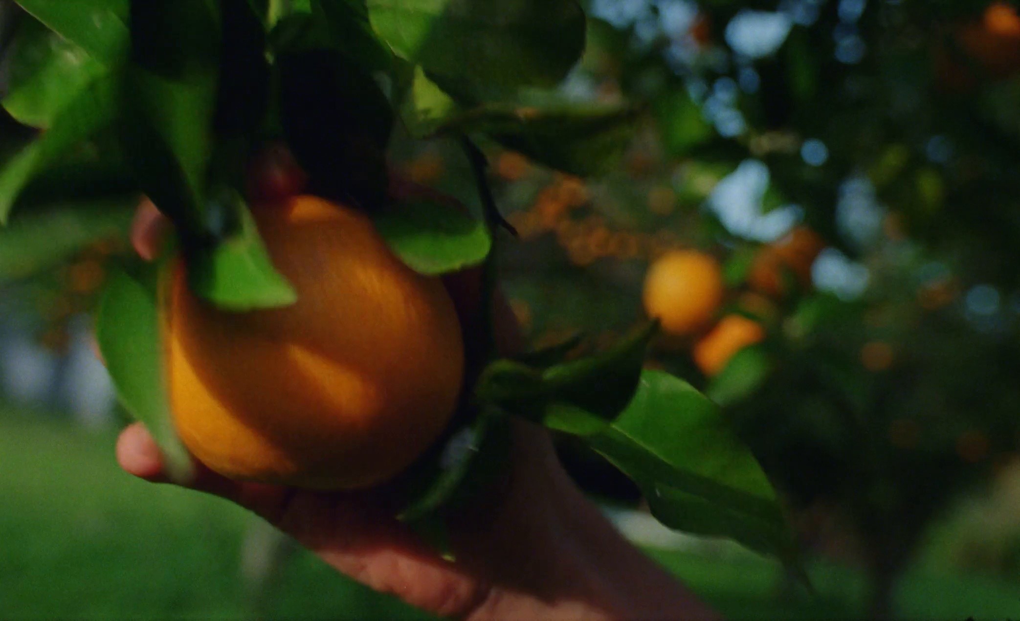 SALA (2024) —  shot,  lighting