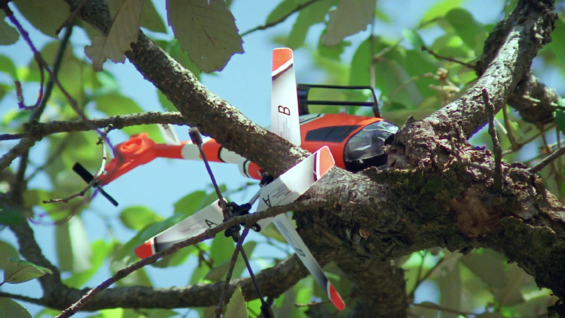 Kaphal: Wild Berries (2013) —  shot,  lighting