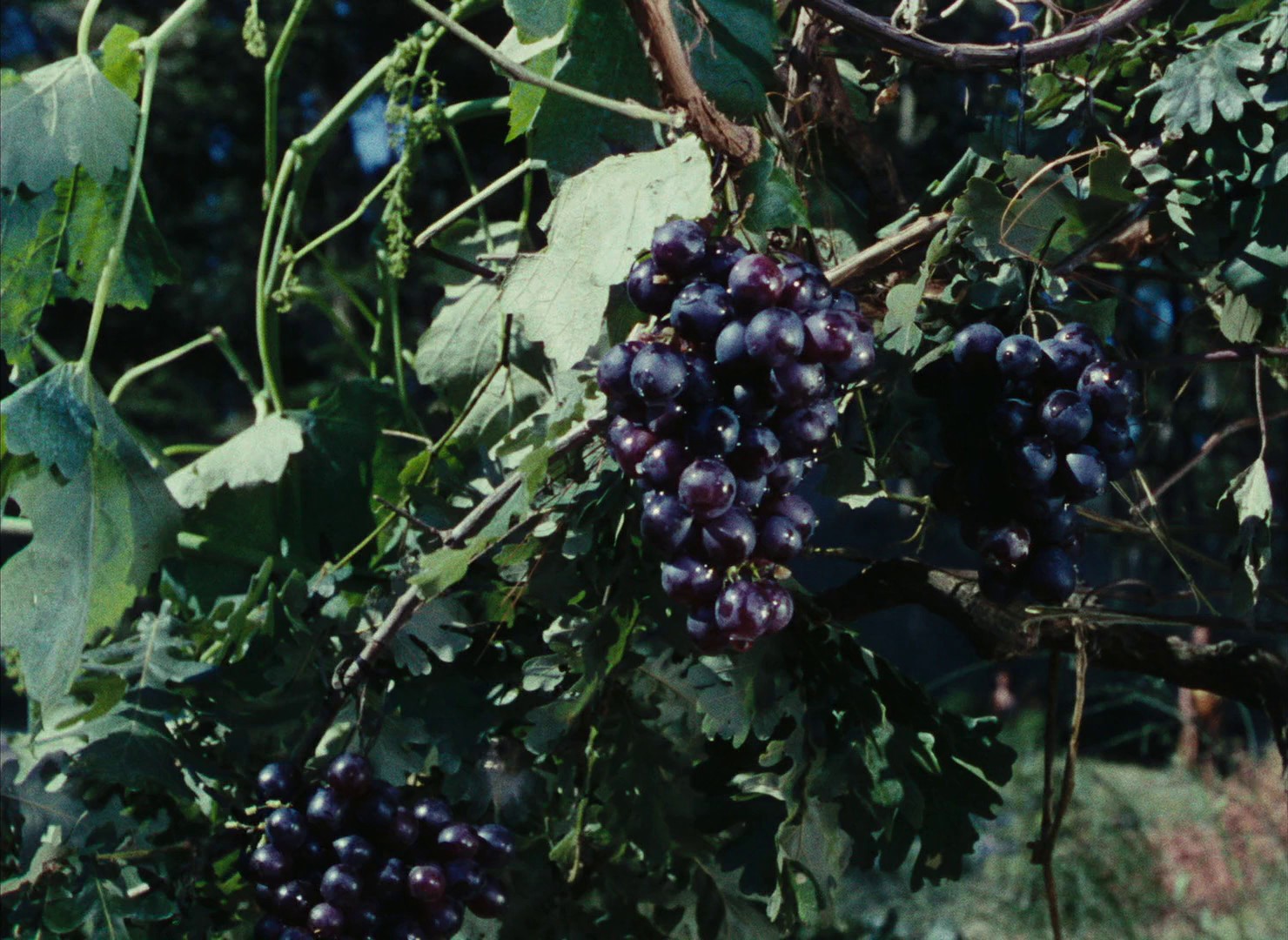 Ulysses (1954) —  shot,  lighting