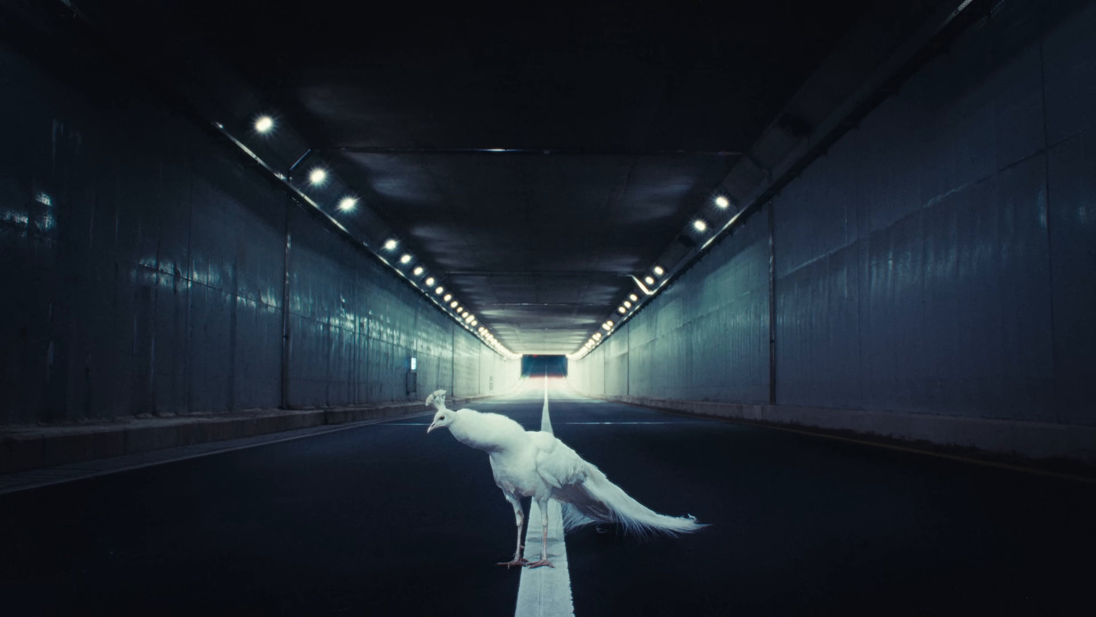 Out of my mind (2025) —  shot,  lighting