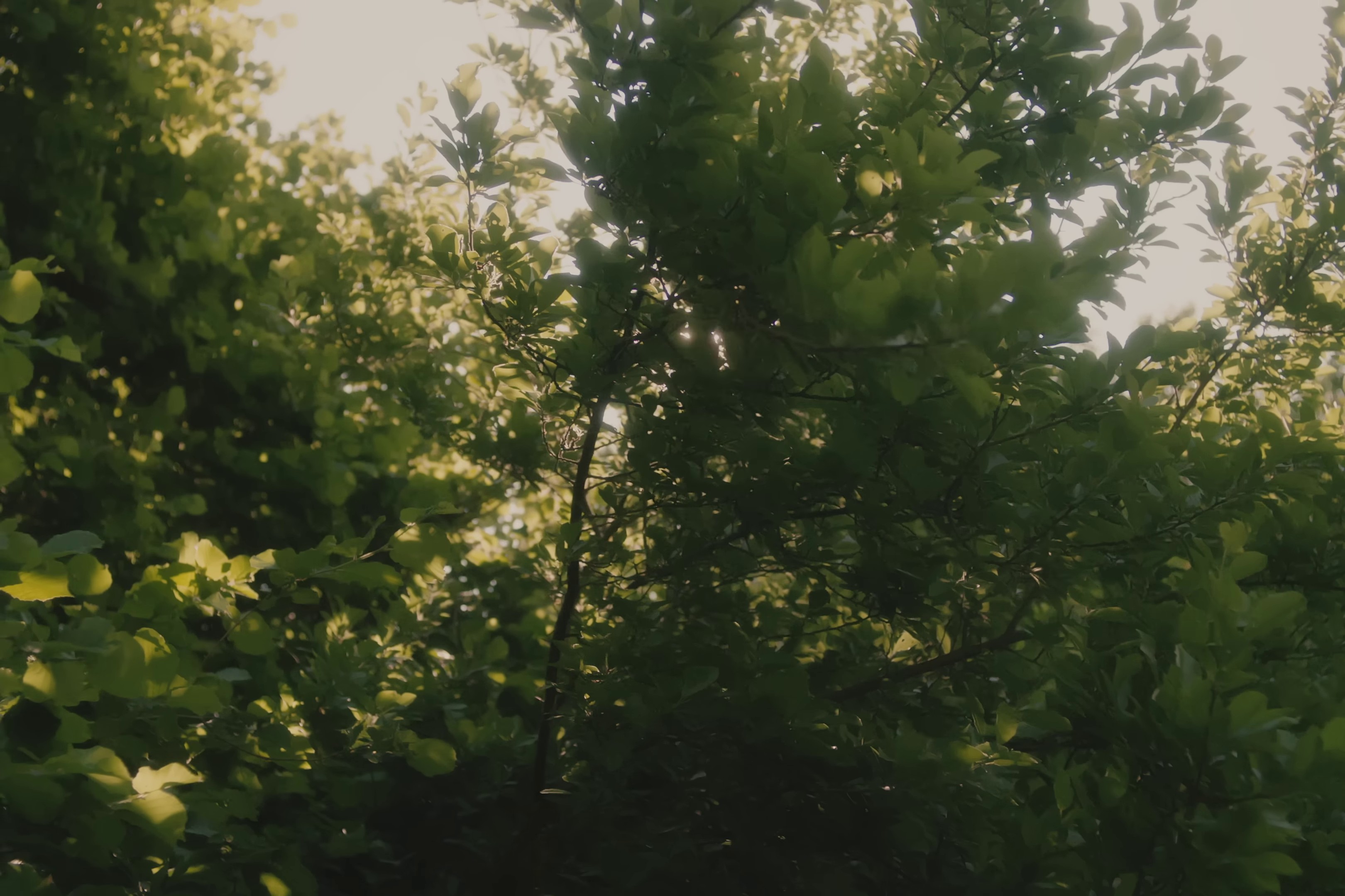 Jah (2023) —  shot,  lighting