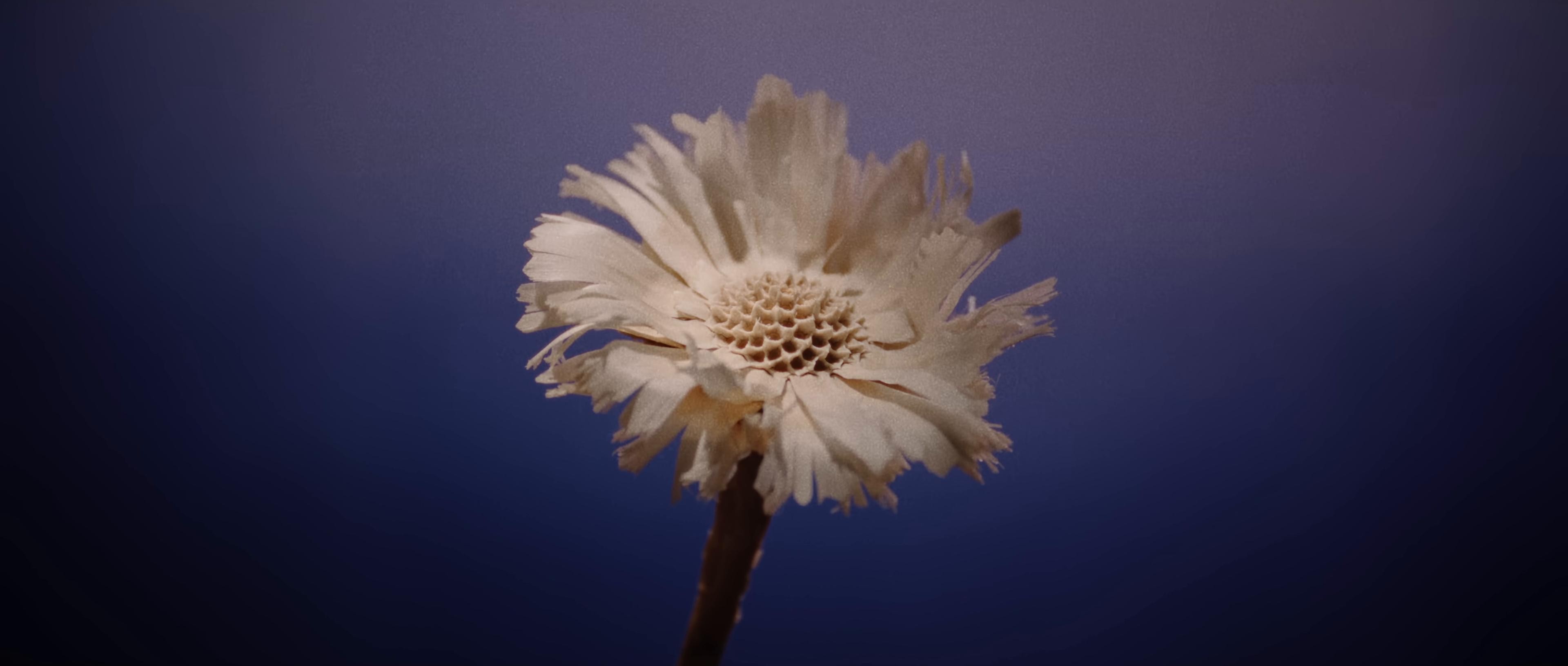 Dried Flower (2024) —  shot,  lighting