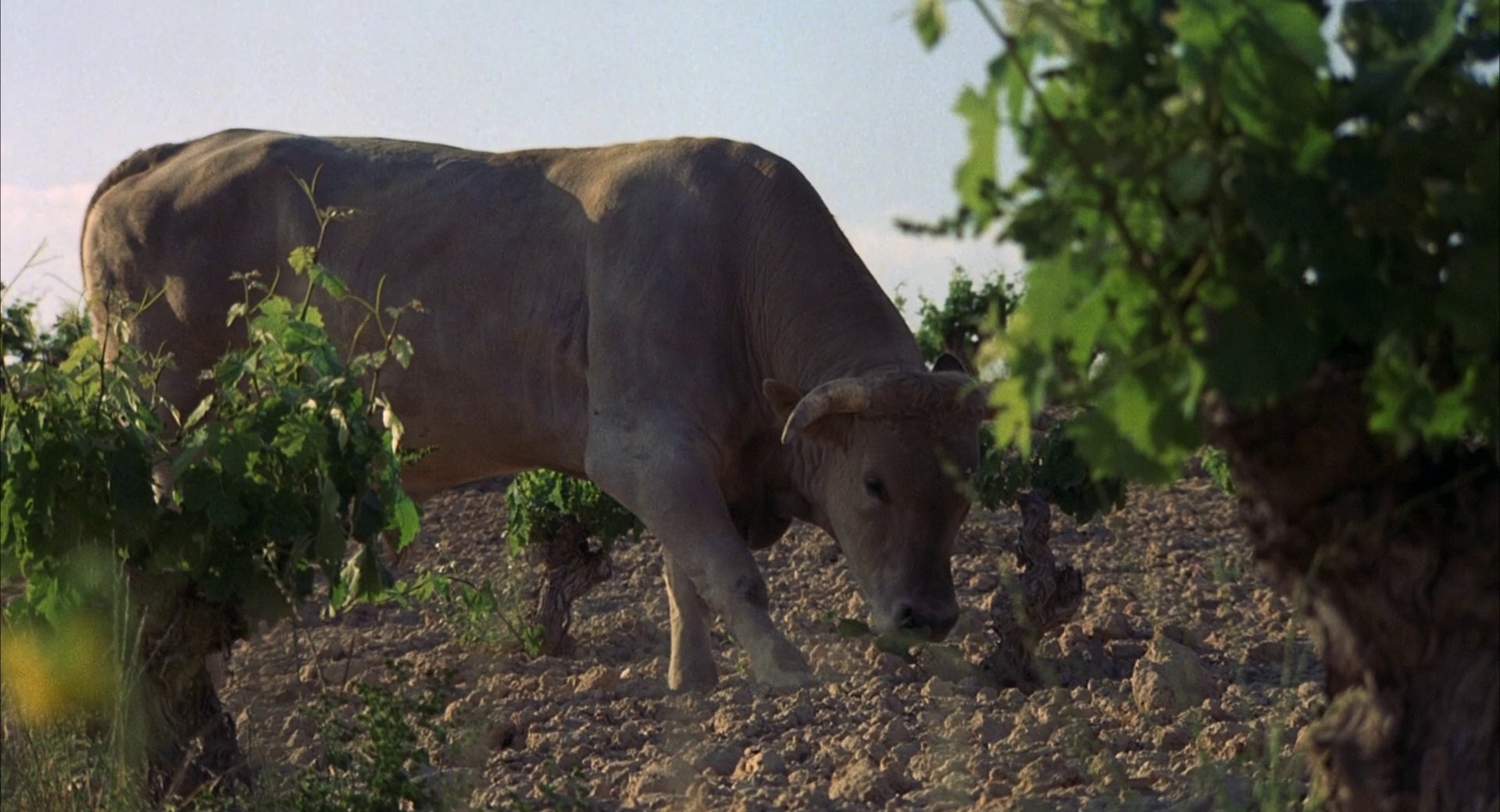 Alien Predator (1987) —  shot,  lighting