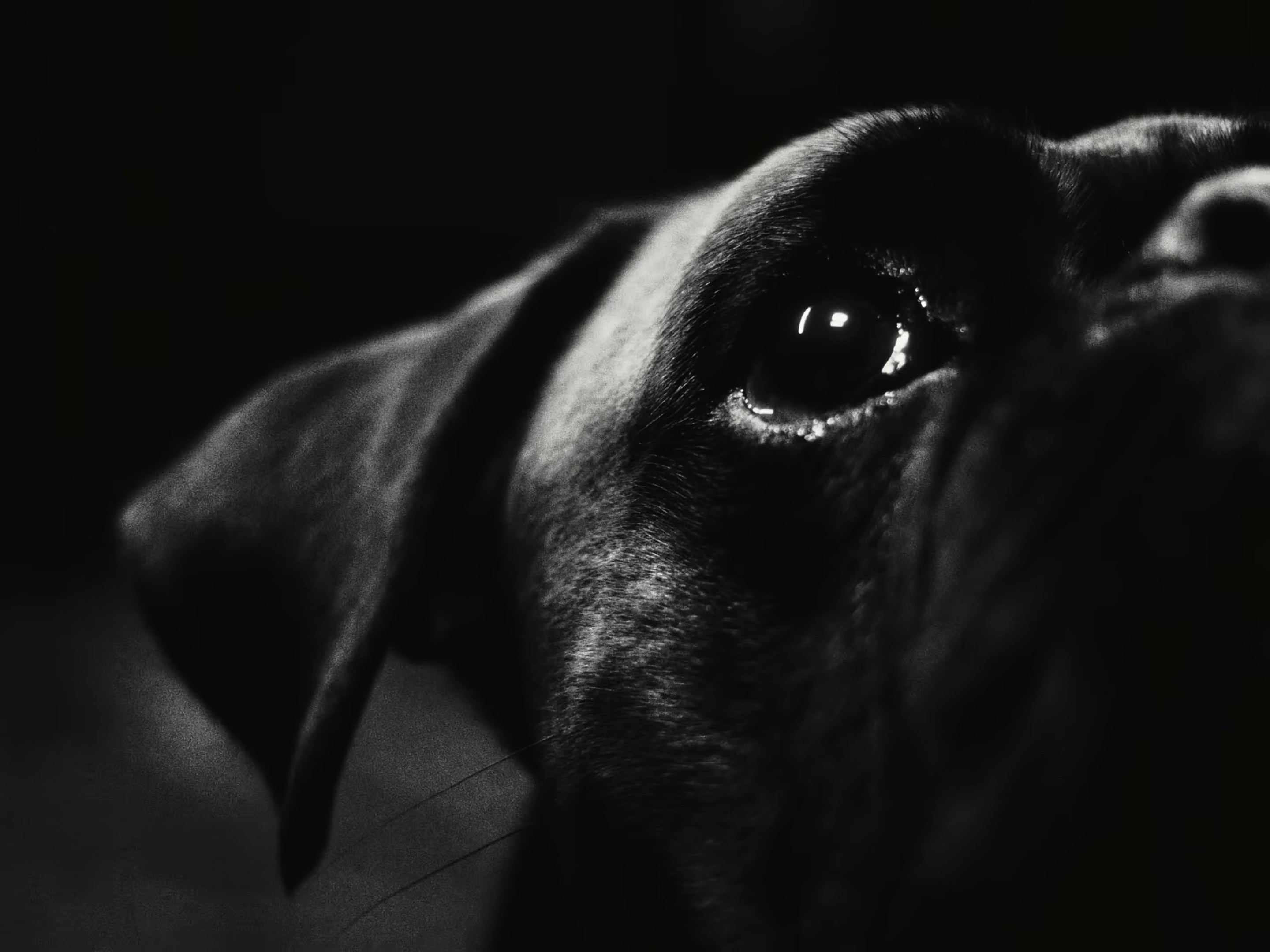 HENNY POP (2026) —  shot,  lighting