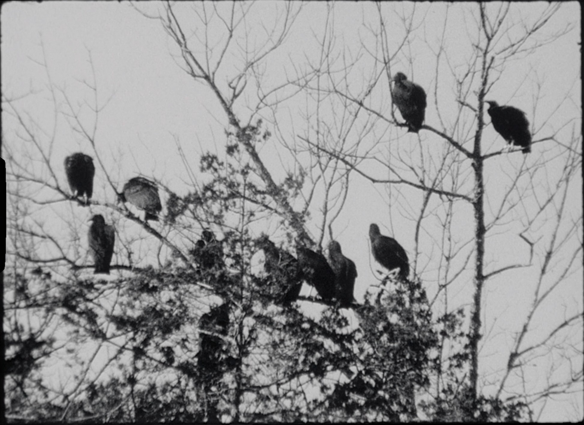 Winter's Bone (2010) —  shot,  lighting