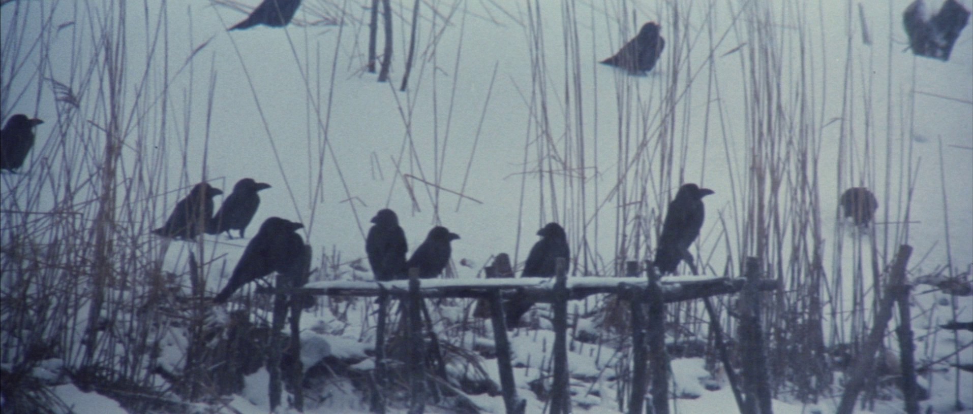 Goyokin (1969) —  shot,  lighting