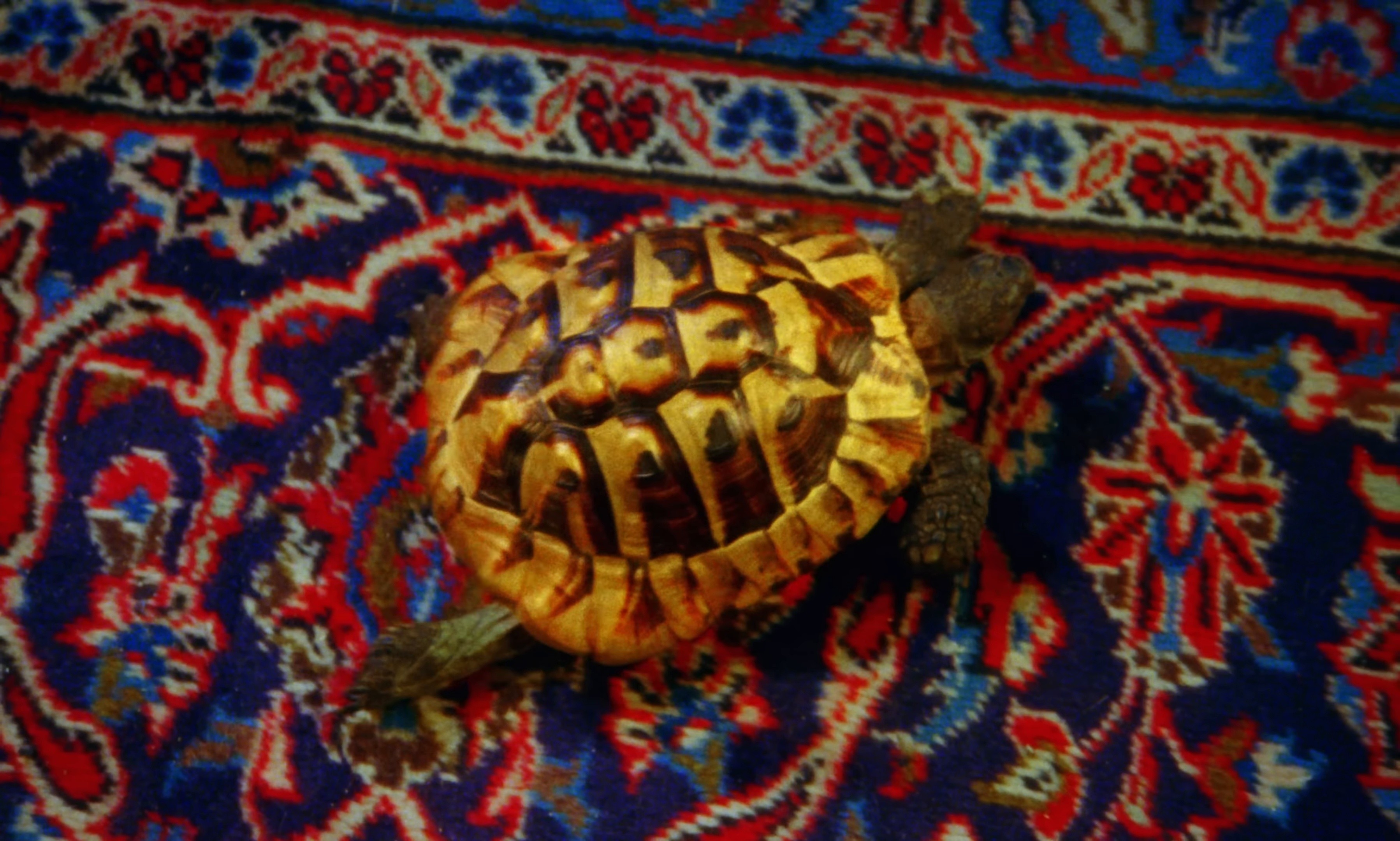 Fame is a Gun (2025) —  shot,  lighting