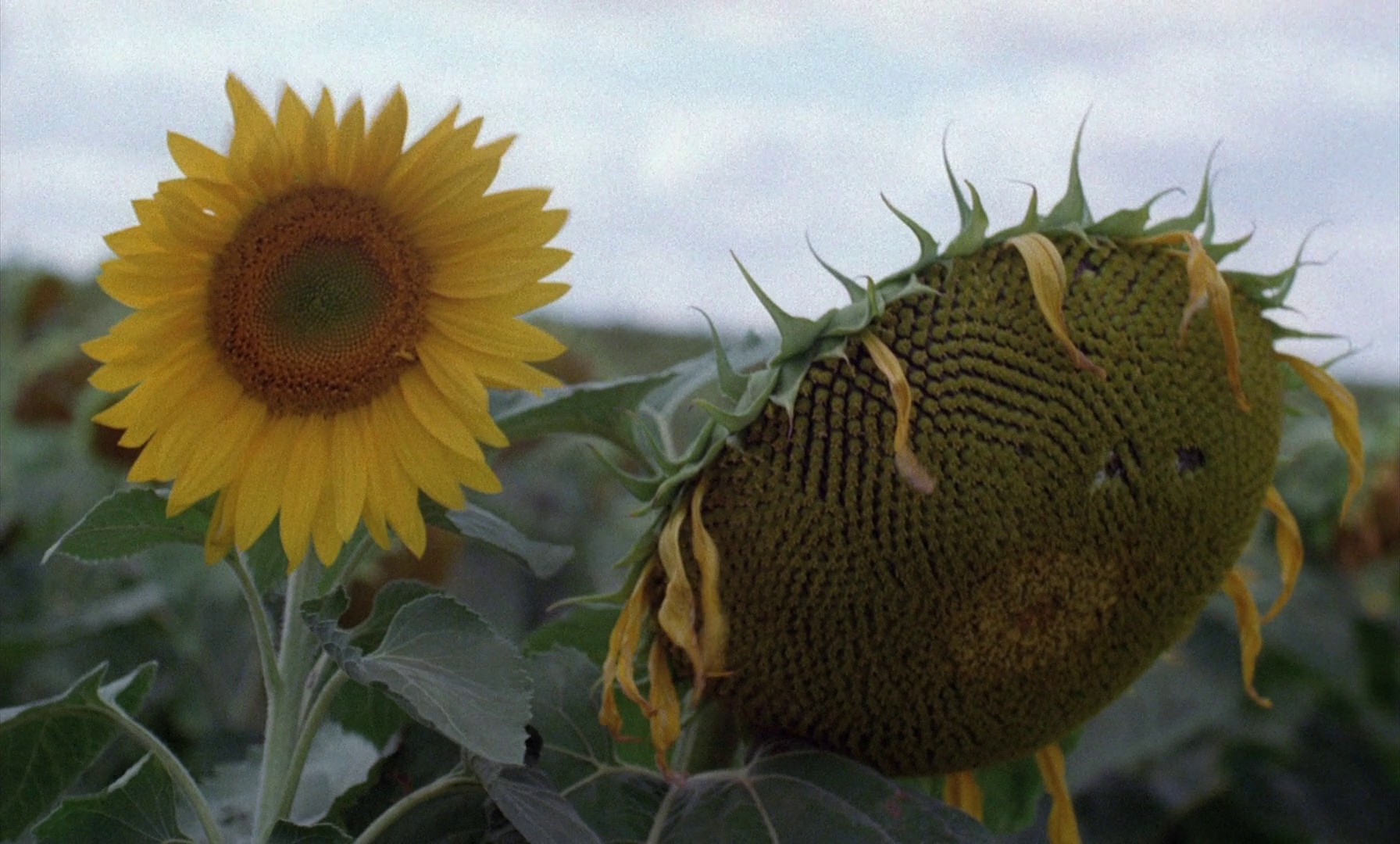 Bad Blood (1986) —  shot,  lighting