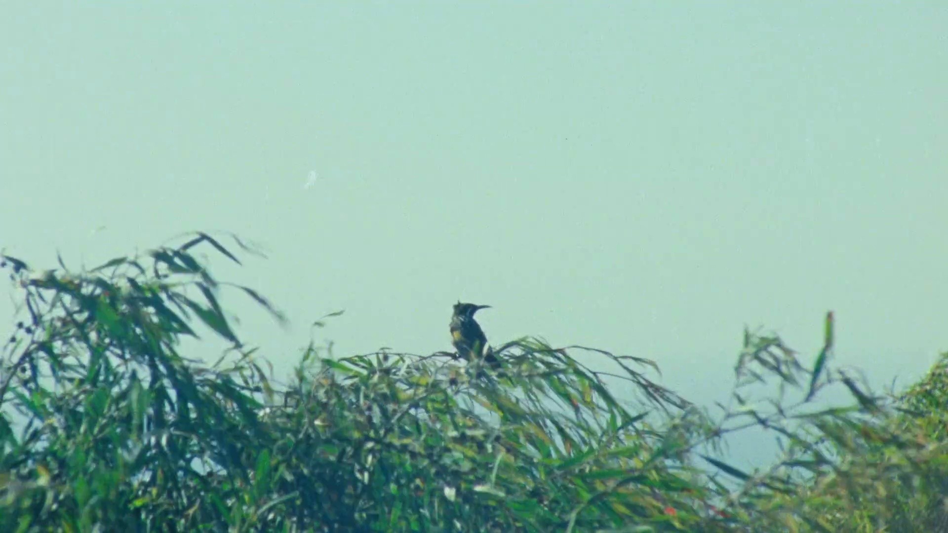 My Old Ways (2025) —  shot,  lighting