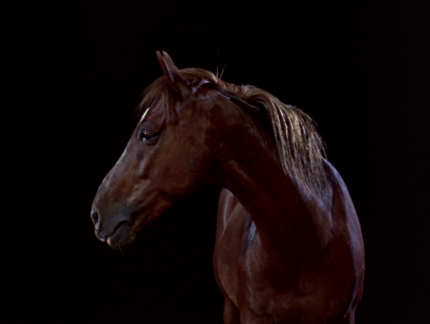 Darby O'Gill and the Little People (1960) —  shot,  lighting