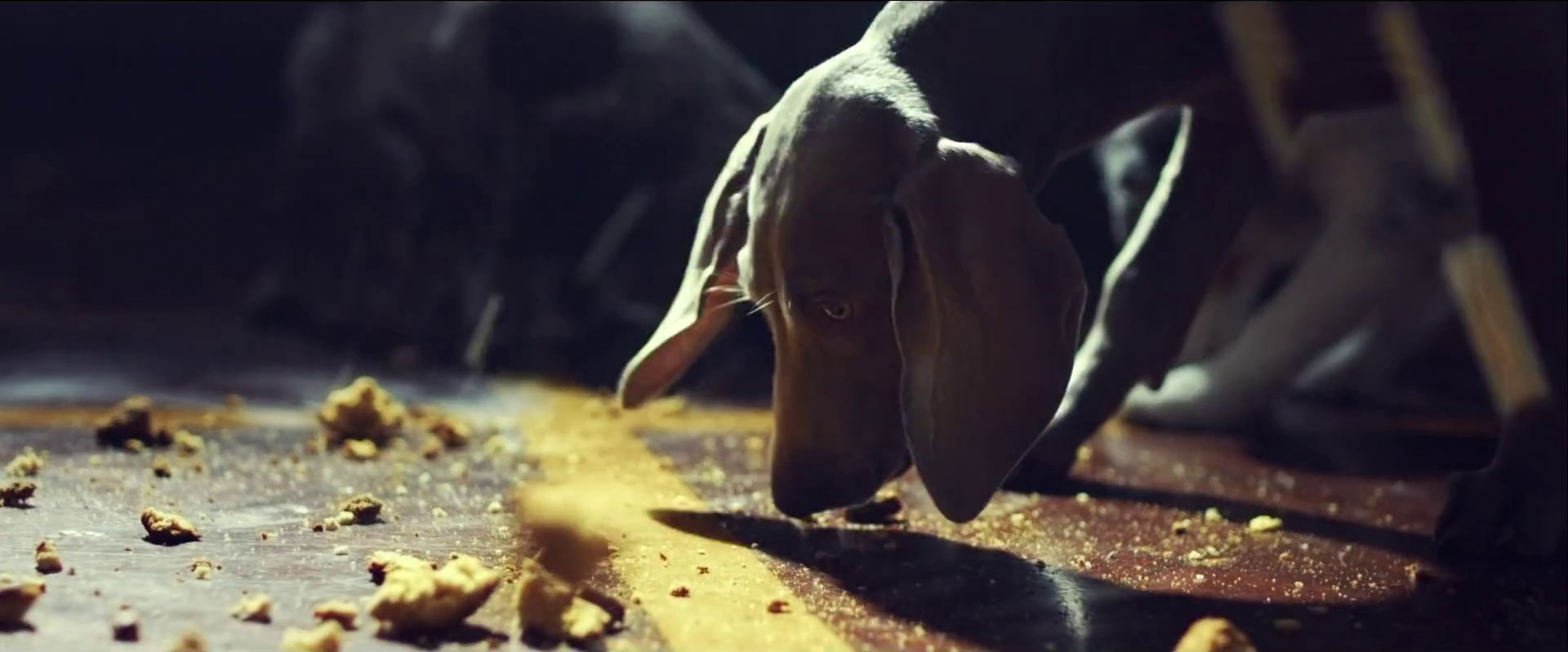 Kiwi (2017) —  shot,  lighting