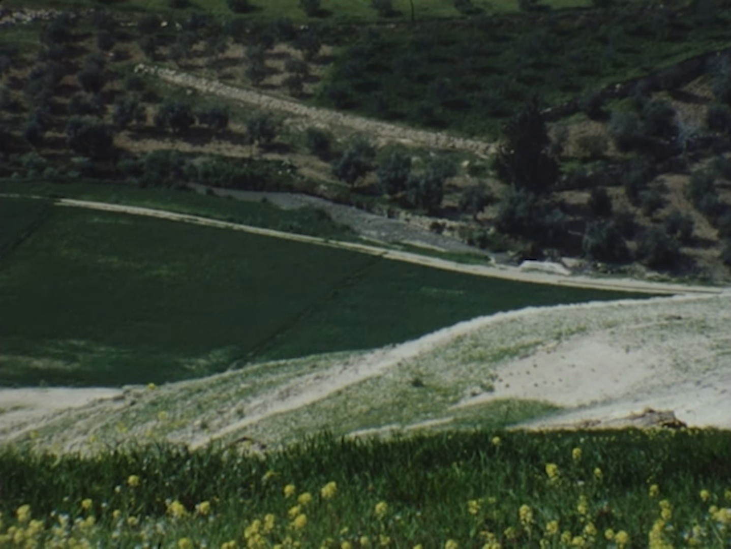 Olive tree (2025) —  shot,  lighting