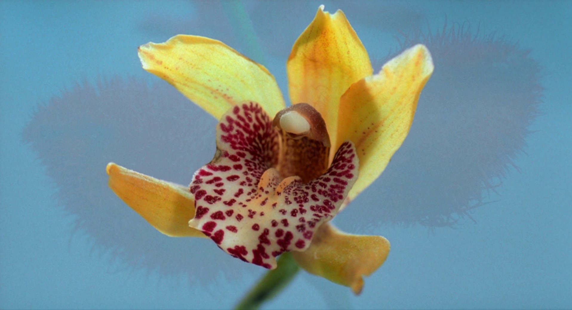 8 Women (2002) —  shot,  lighting