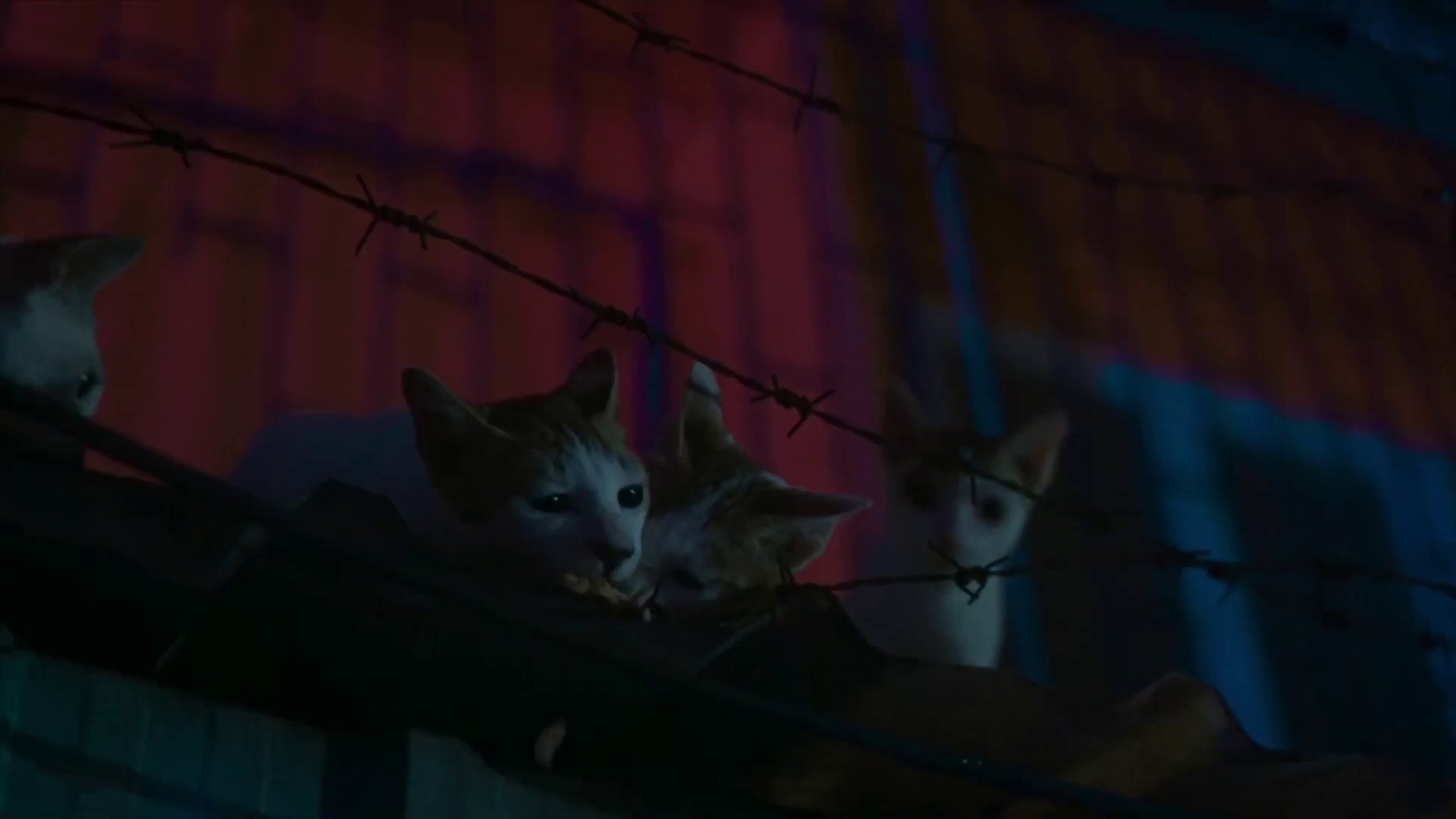 Contradictions (2022) —  shot,  lighting