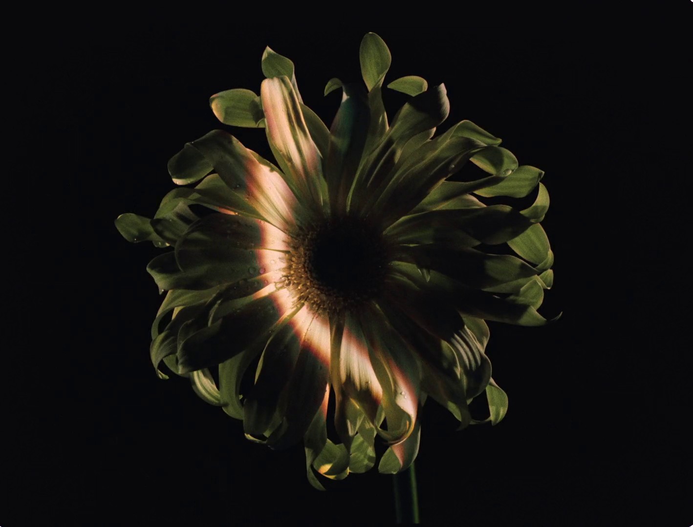 Children Alt (2024) —  shot,  lighting